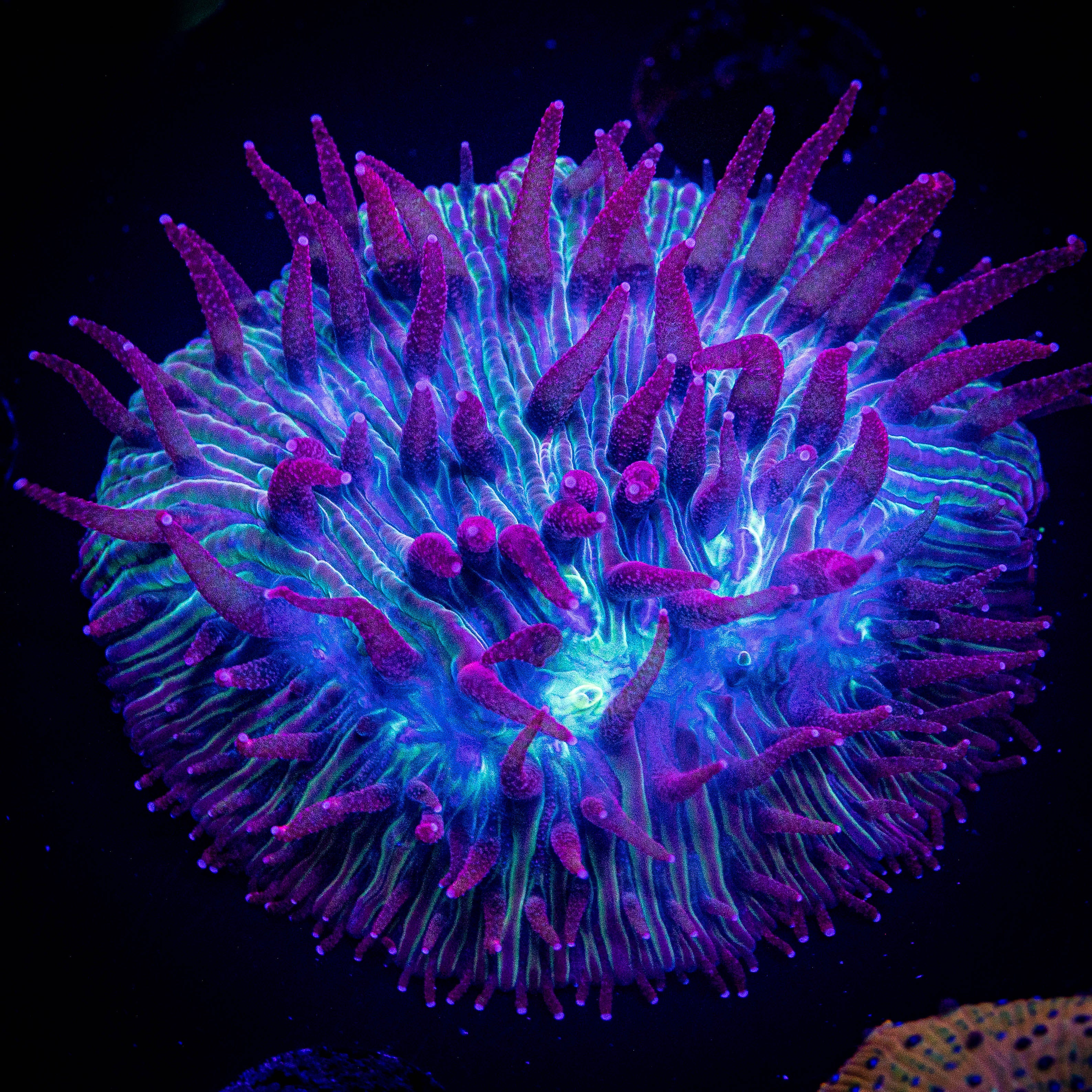 Pink Tip Diaseris