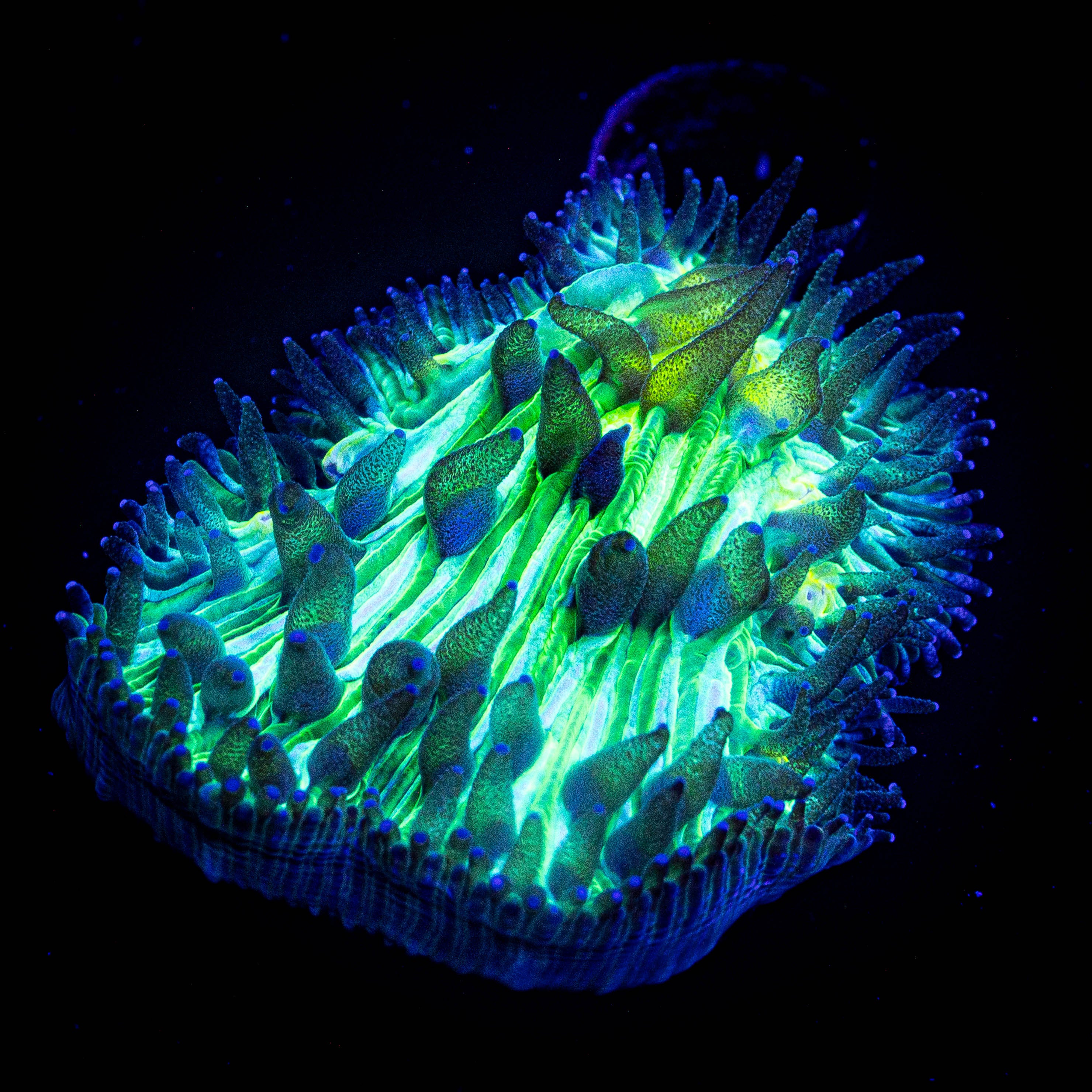 Toxic Diaseris