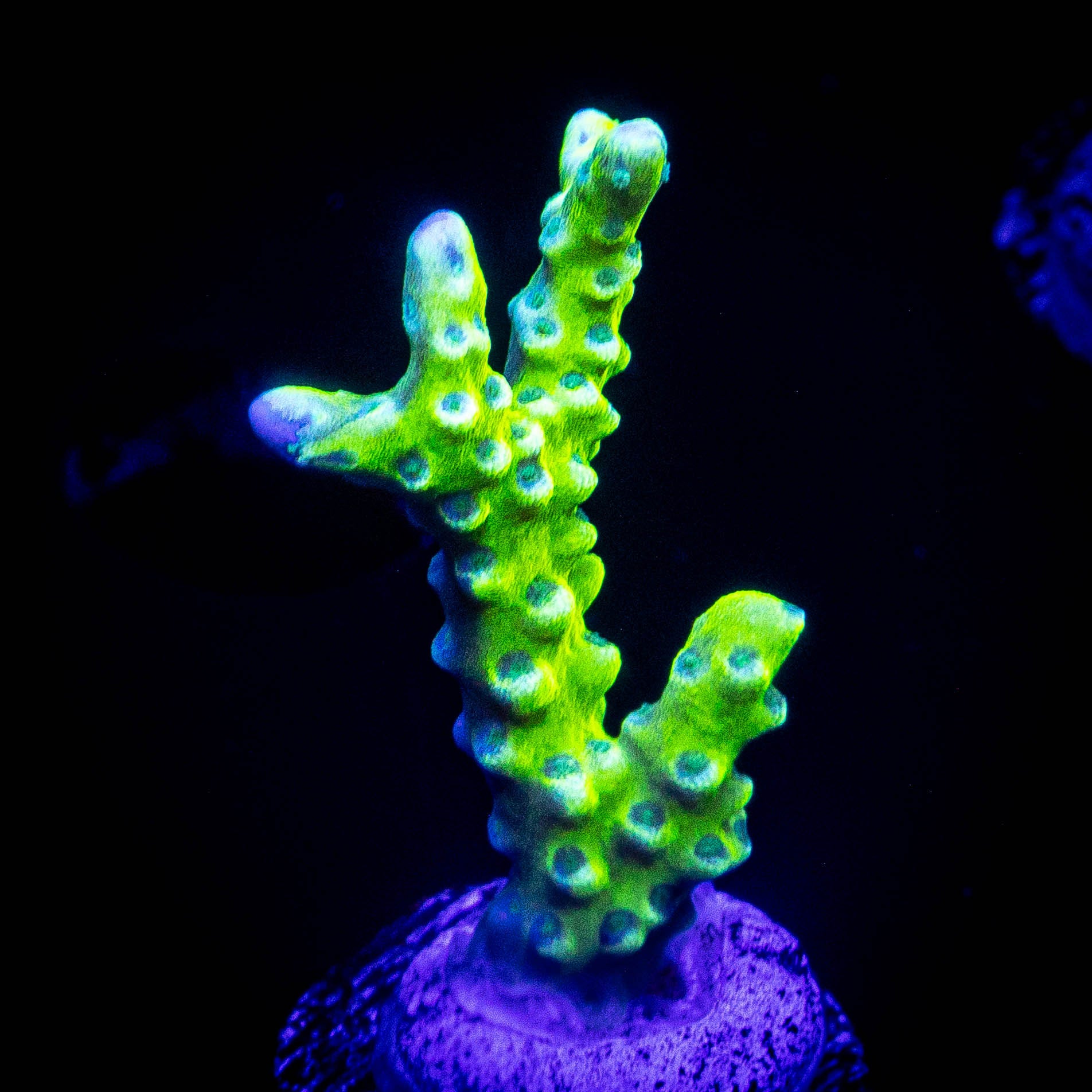 Green Goblin Anacropora