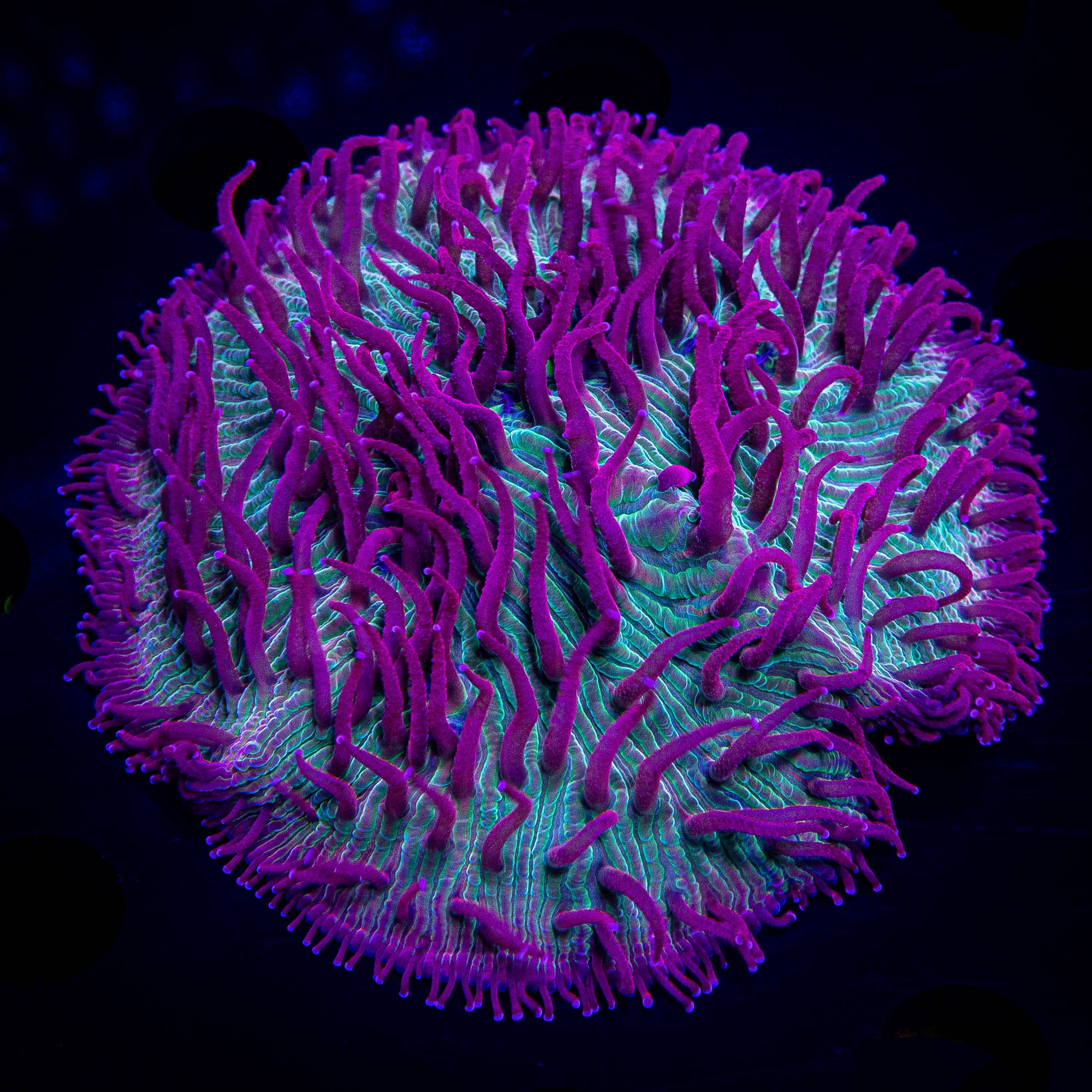 Pink Tip Diaseris