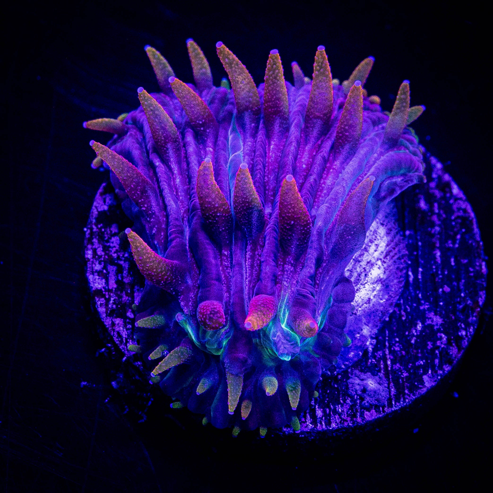 Rainbow Diaseris