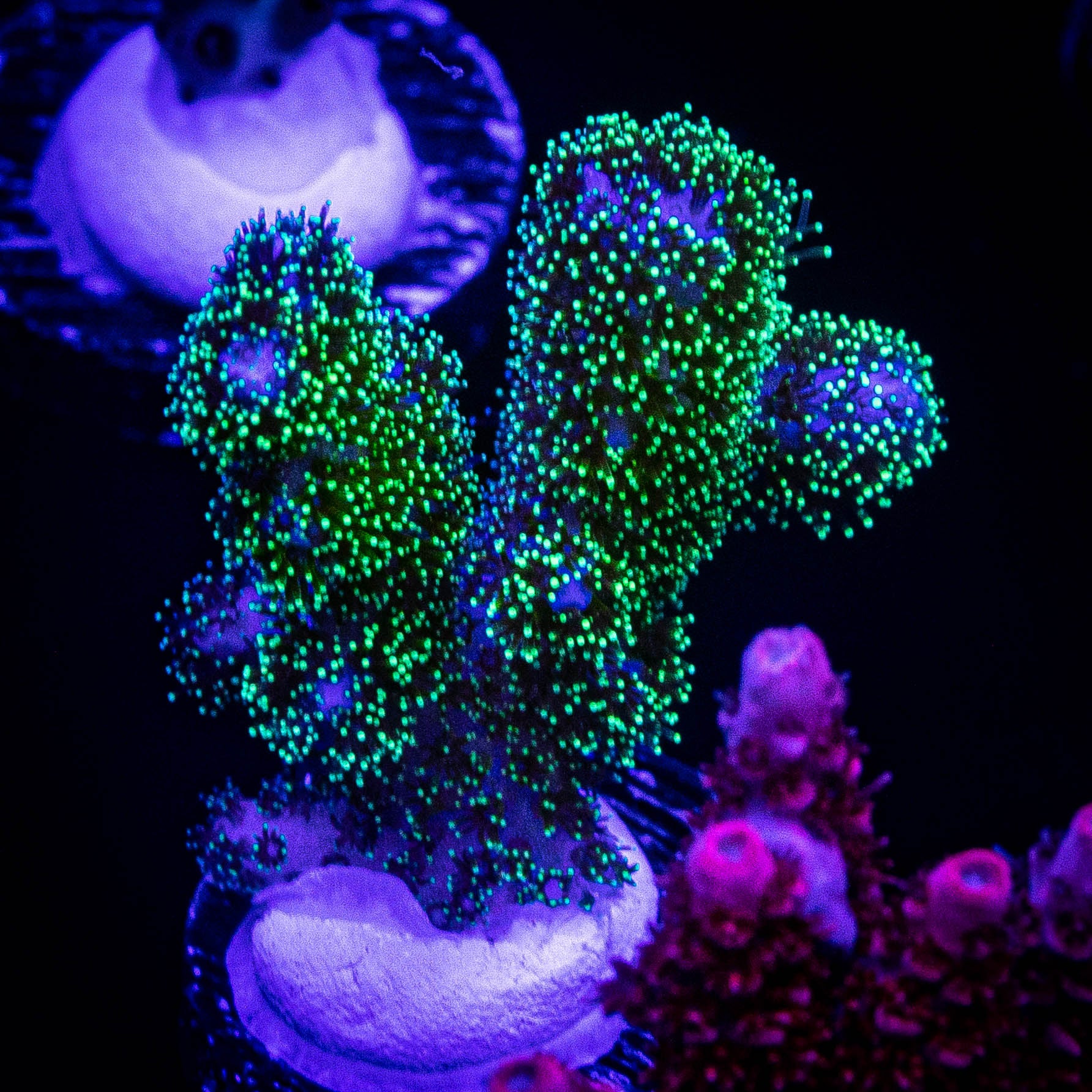 Pocillopora