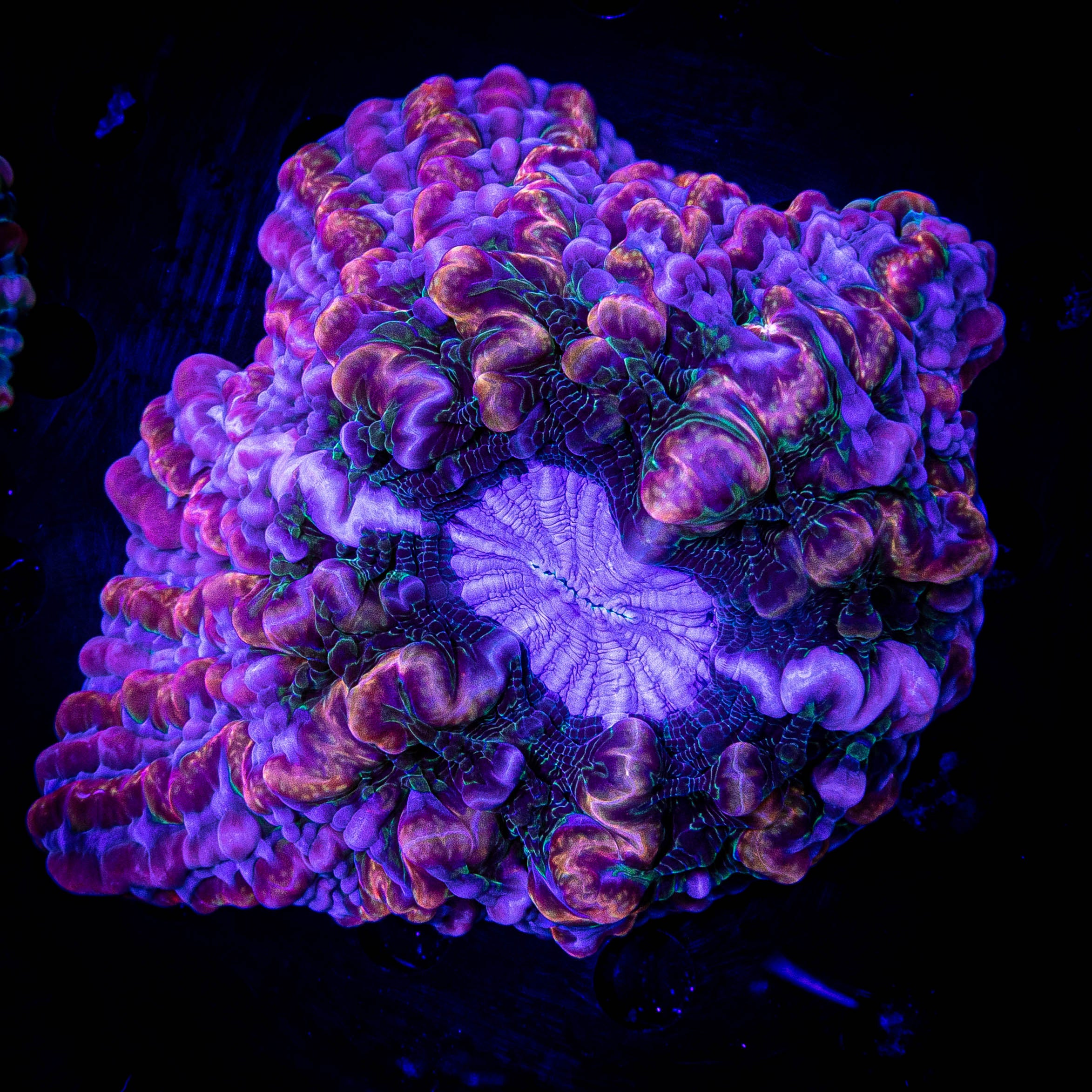 INSANE Indophyllia