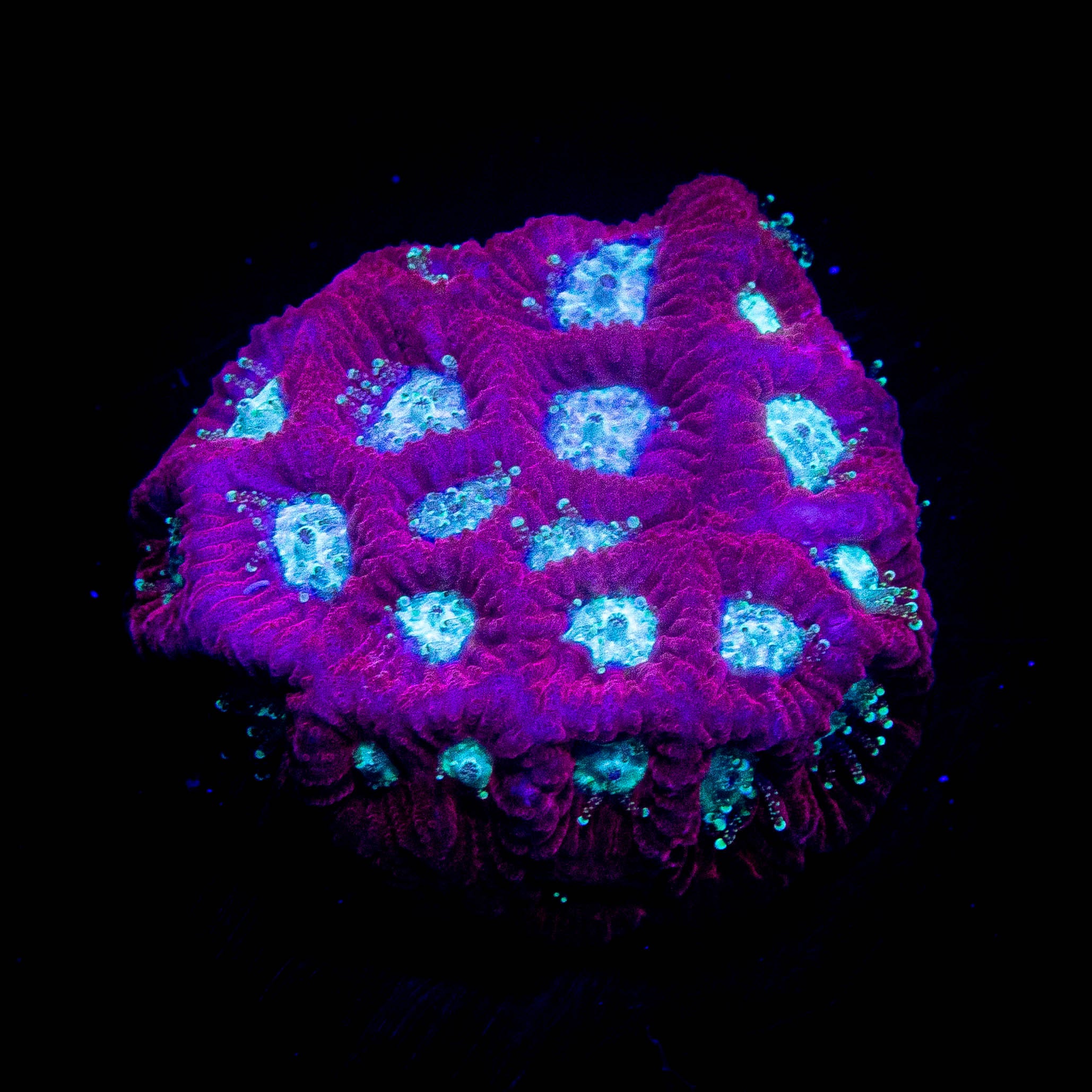 Teal Eye Favia