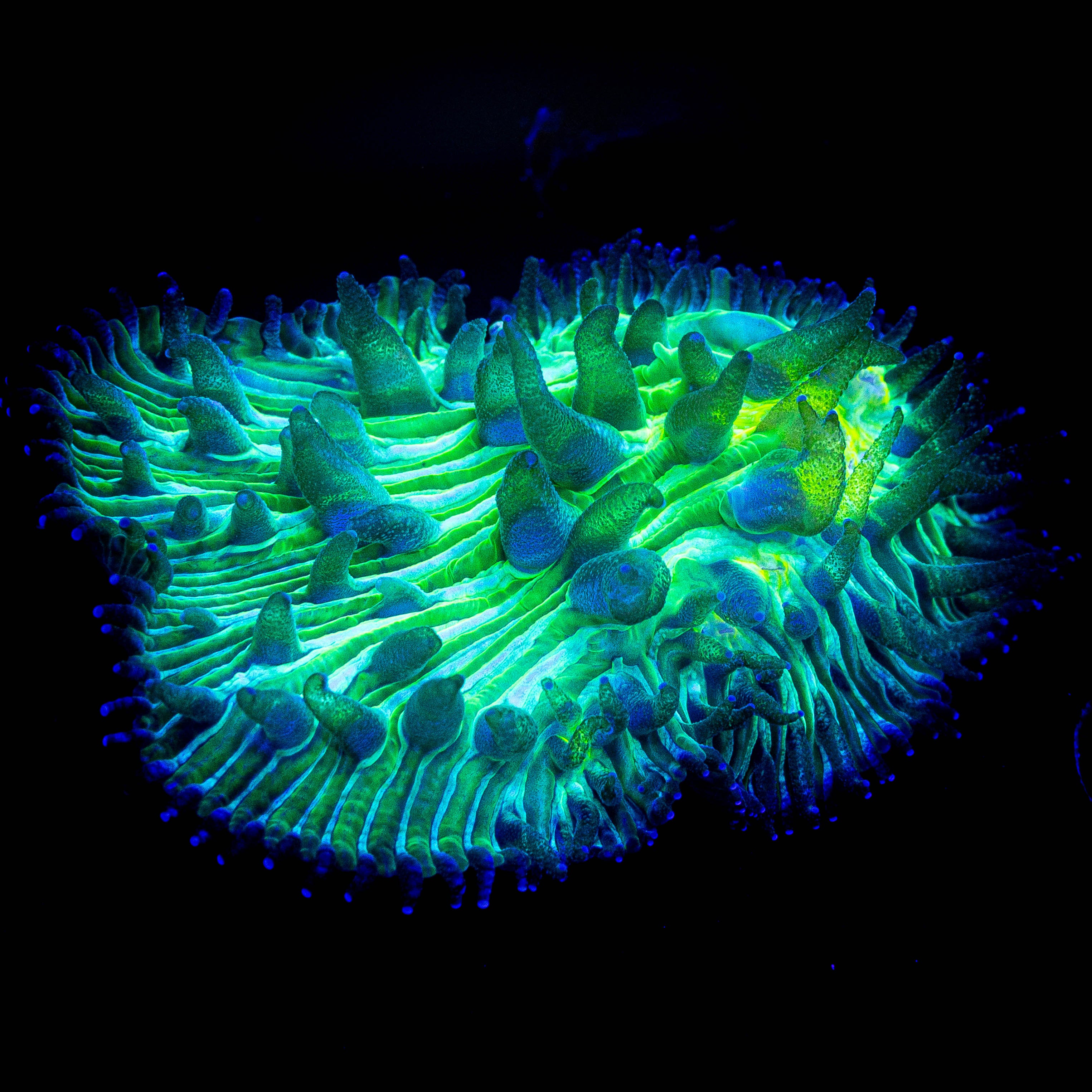 Toxic Diaseris SUPER BRIGHT