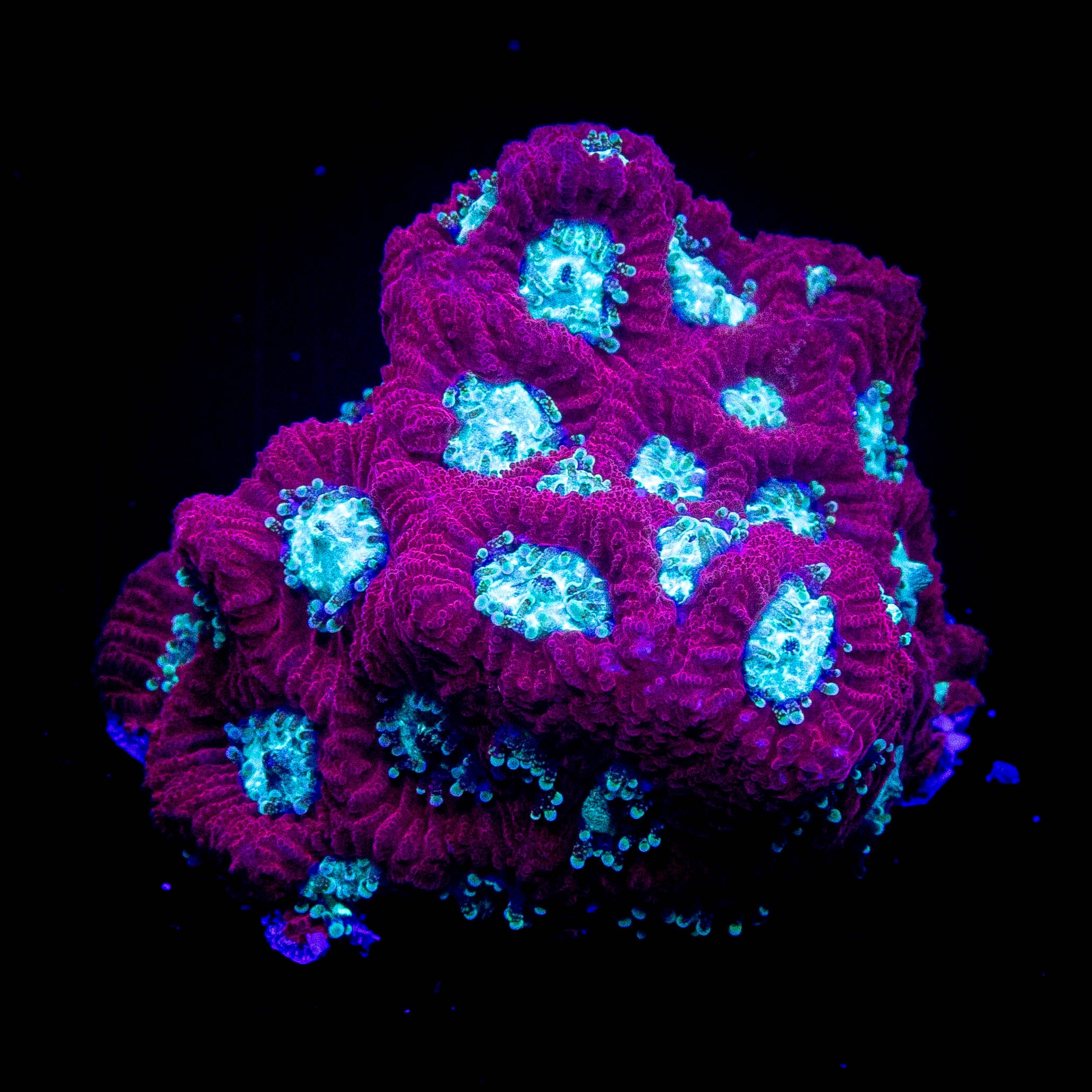 Teal Eye Favia