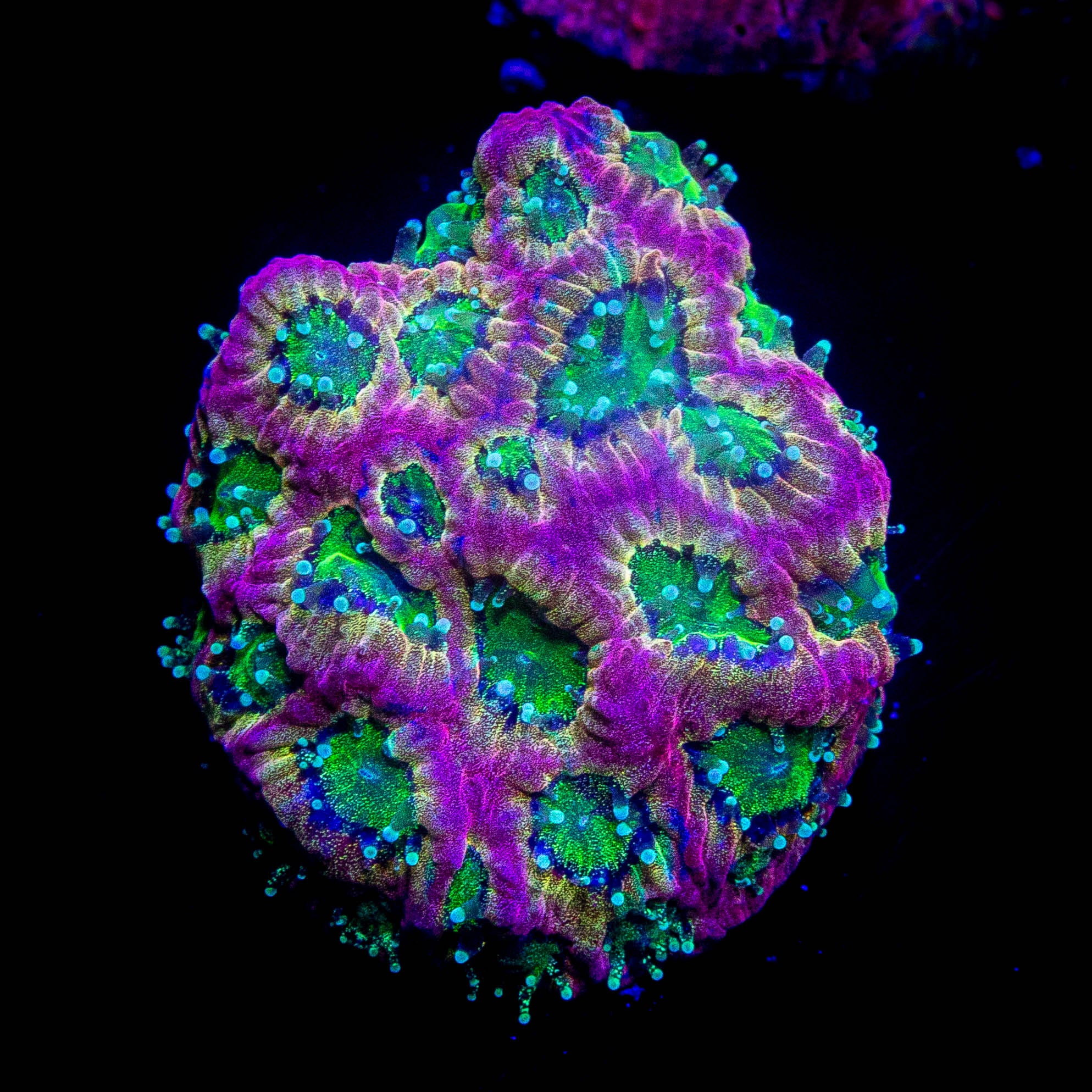 JF Fairy Ring Favia