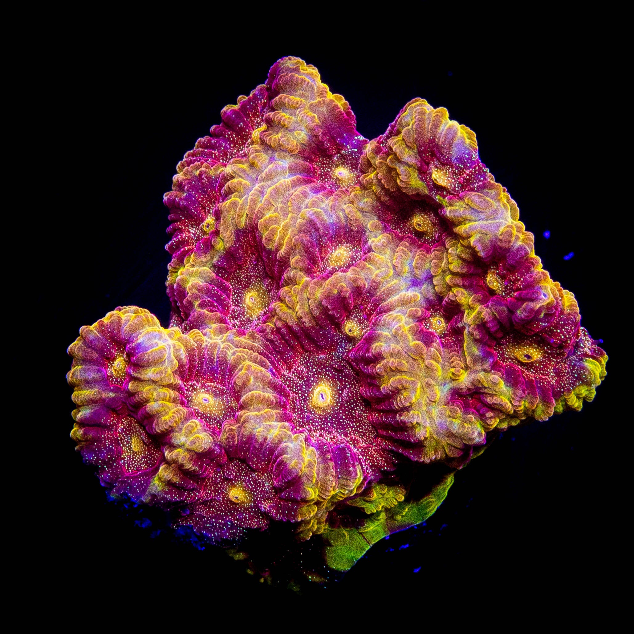 WWC Blood Diamond Favia
