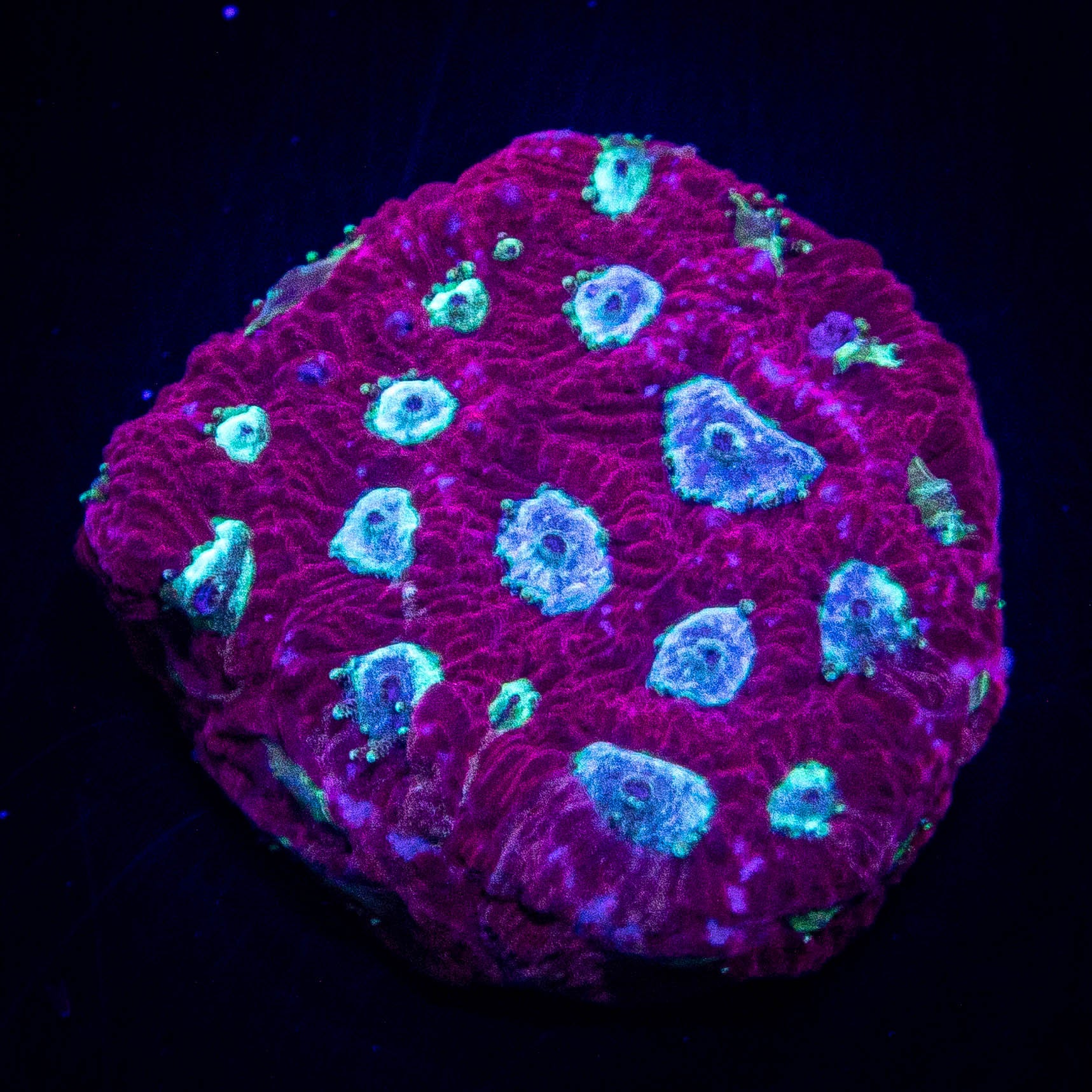 Teal Eye Favia