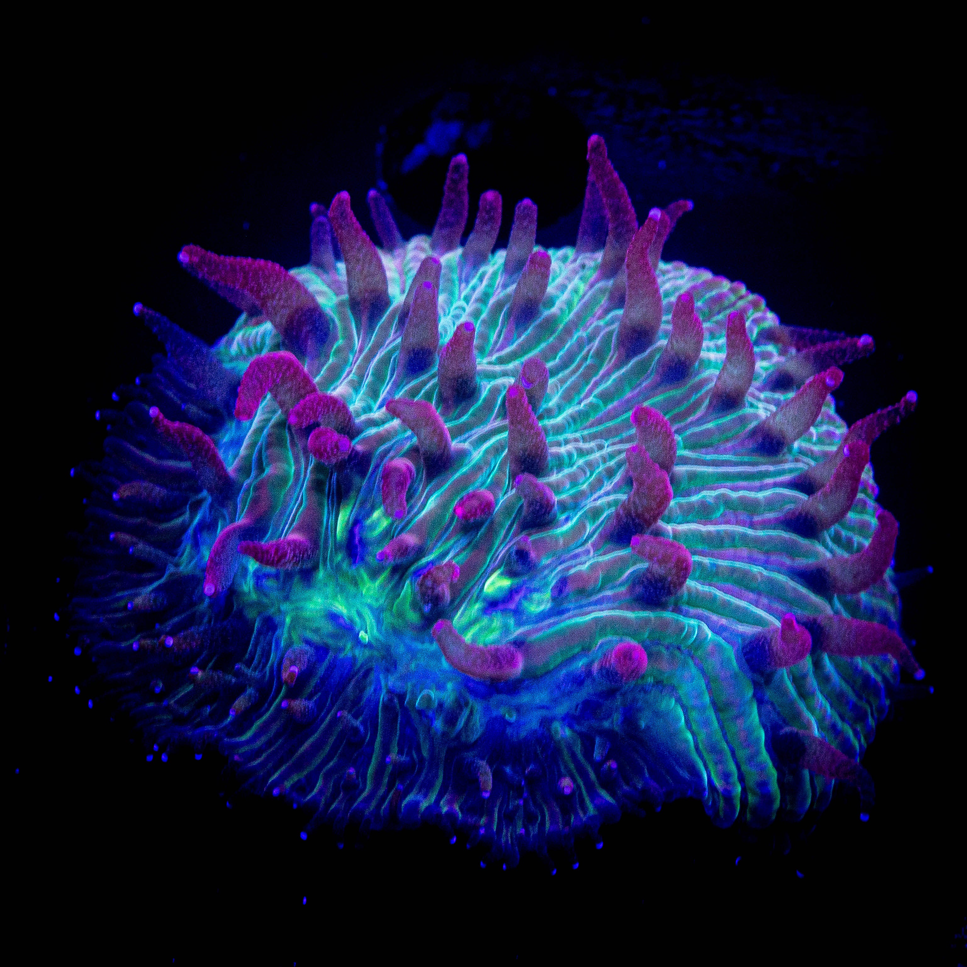 Pink Tip Diaseris