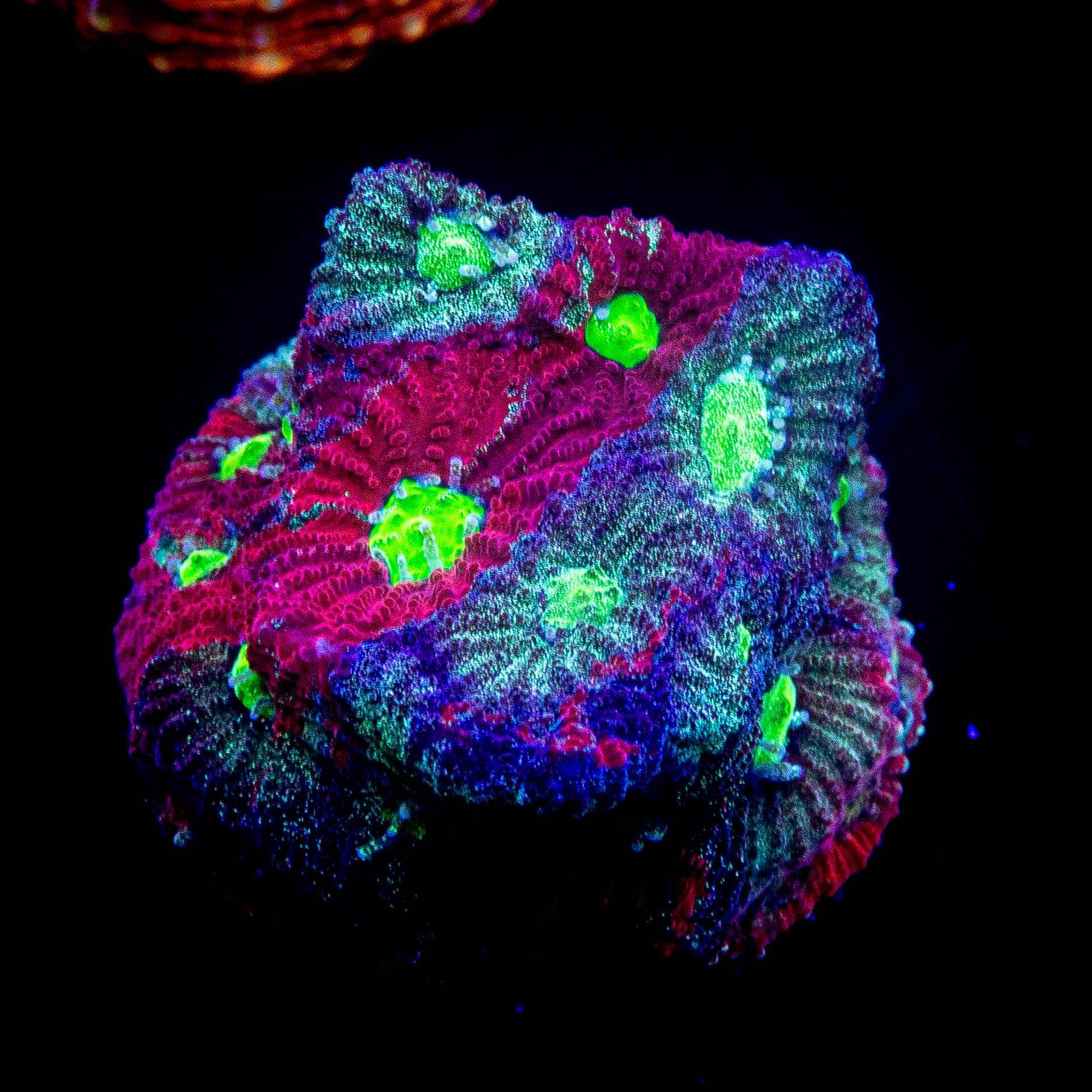 Grafted Favia