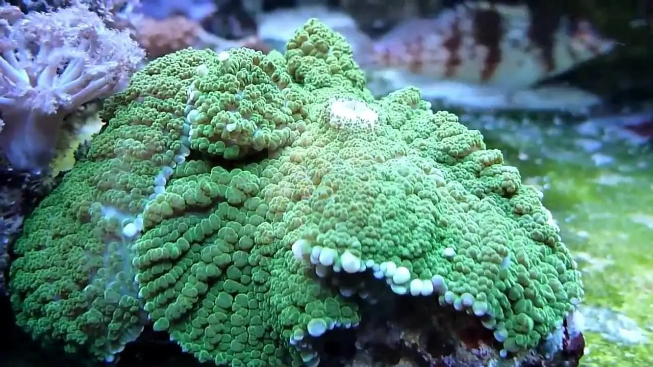 Bullseye Mushroom Rock Coloured (Rhodactis inchoata)