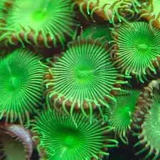 Button Polyp - Giant Green (Protopalythoa spp)