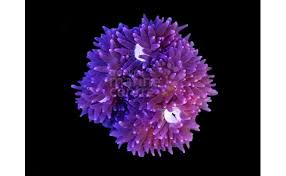Pink Malu Anemone (Heteractis Crispa) - Stunning Marine Centre Piece for Aquariums