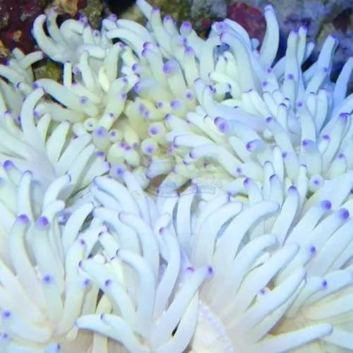 Malu Anemone - White (Heteractis crispa)