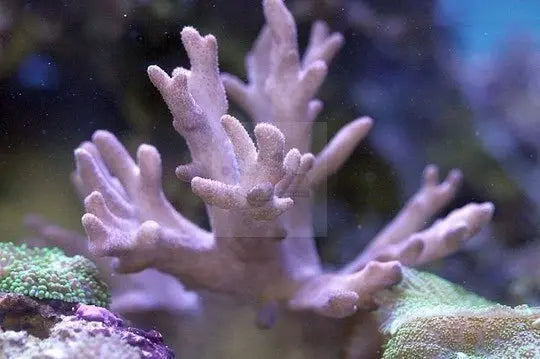 Medusa Coral (Sinularia flexibilis)