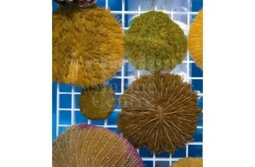 Plate Short Tenticle Coral Sea (cycloseris spp)