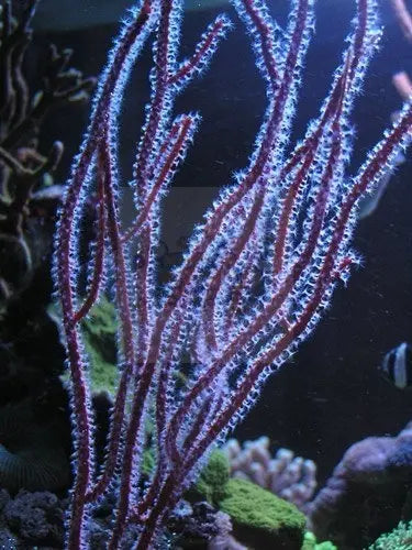 Purple Ribbon Gorgonia (Pterogorgia anceps)