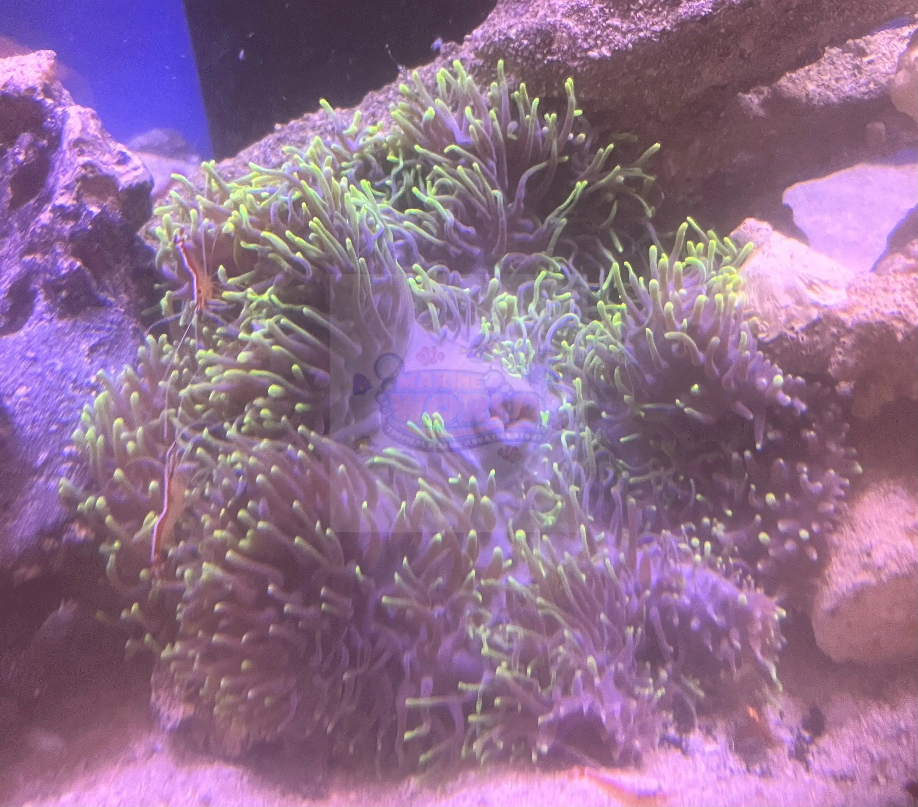 Ritteri Anemone (Heteractis magnifica)