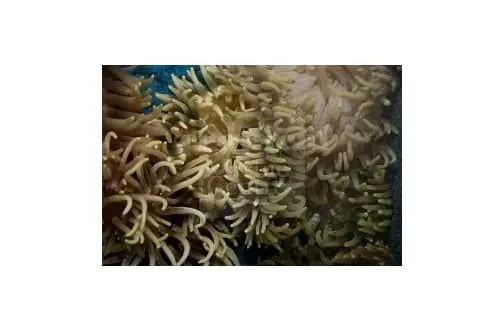 Sand Anemone - LT Common (Macrodactyla doreensis)