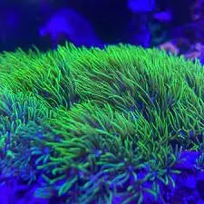 Star Polyp Metallic Green (Pachyclavularia violacea)