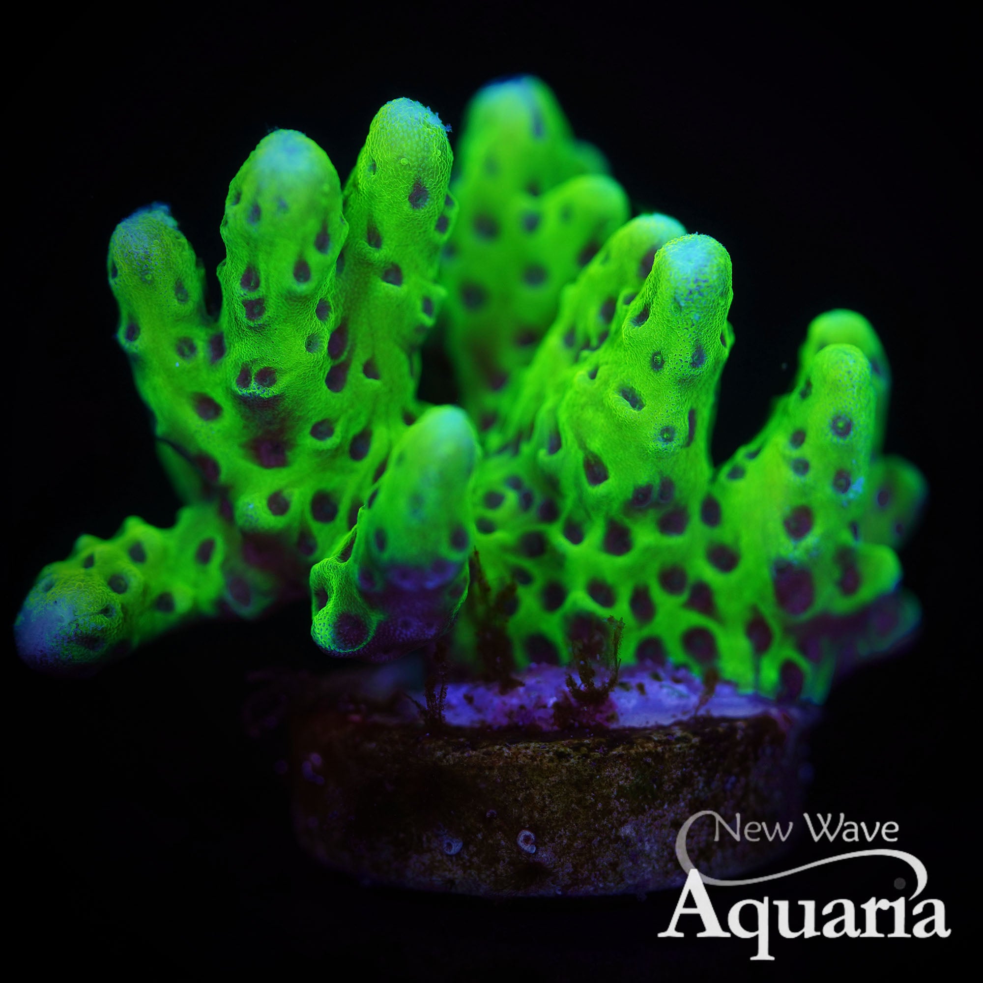 102: Montipora spongodes