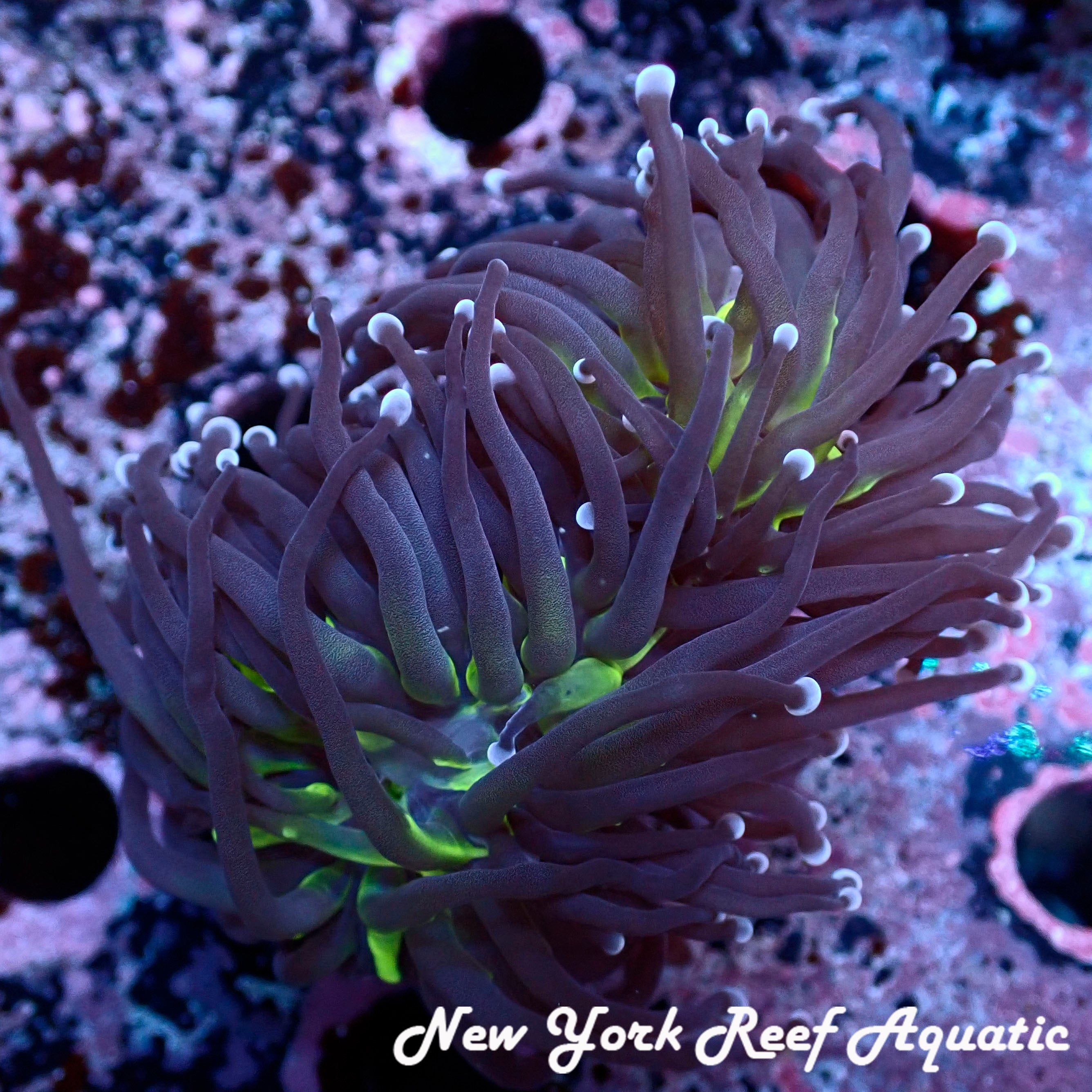 Euphyllia glabrescens