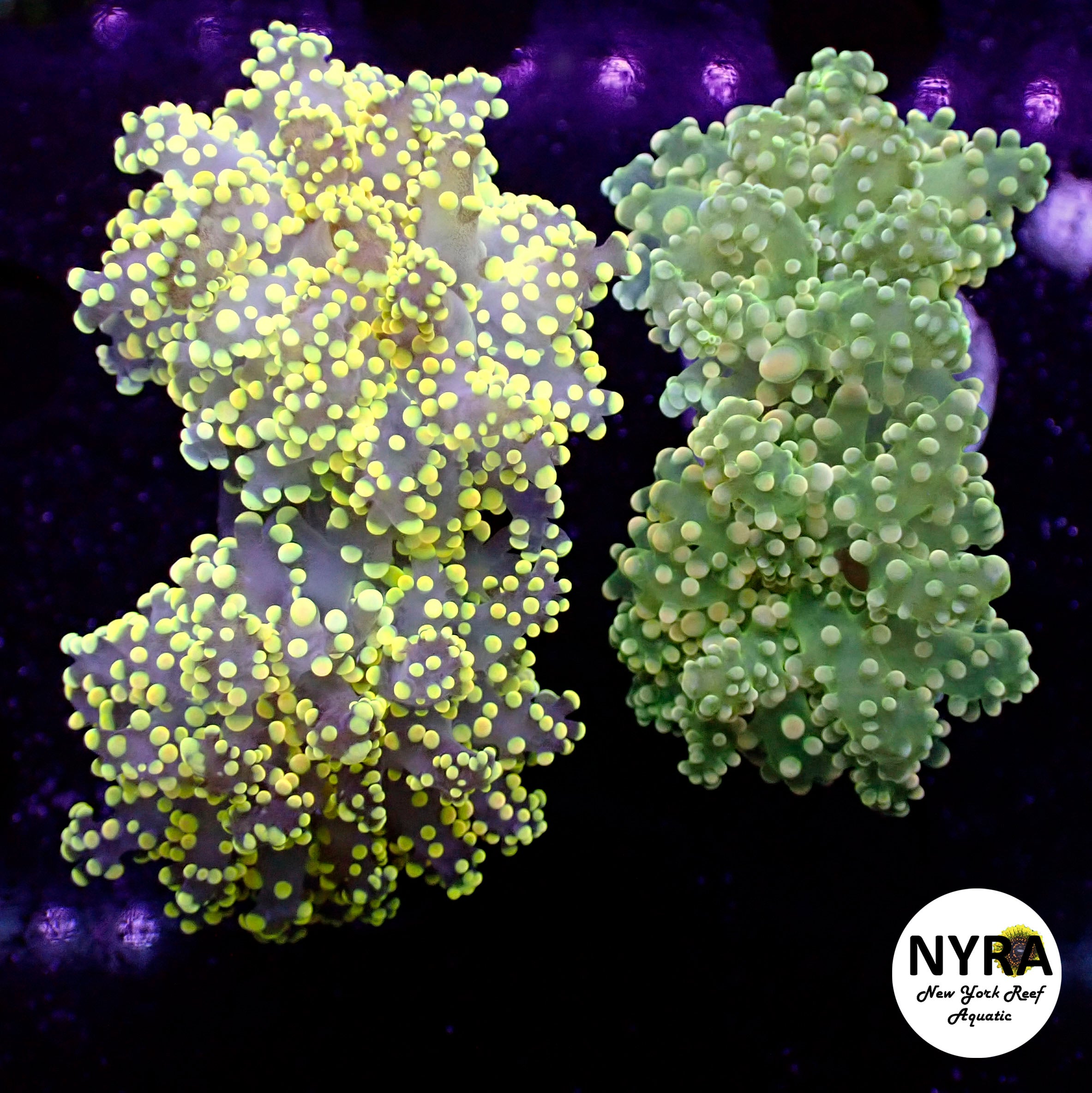 Euphyllia divisa