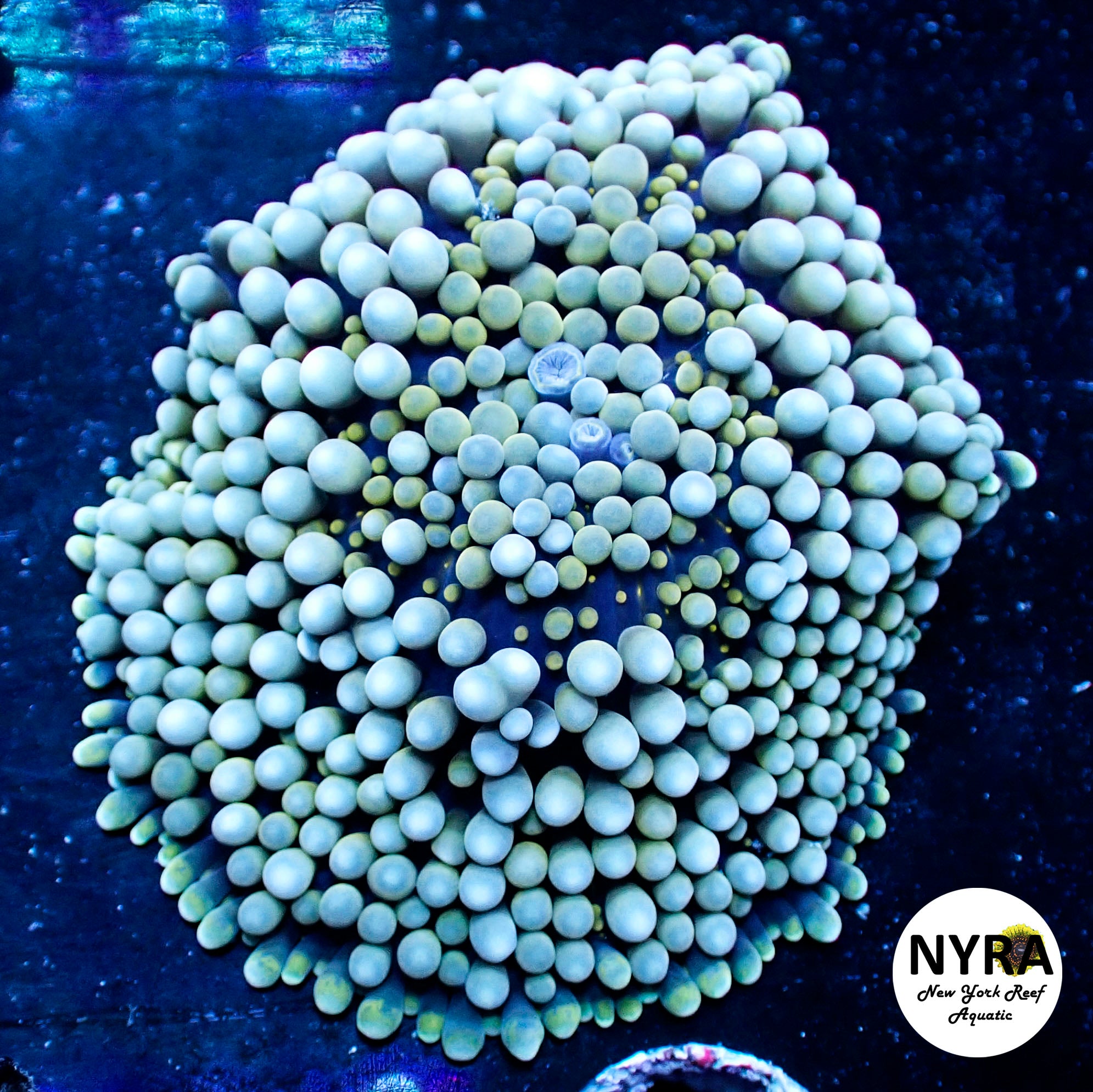 NYRA Blue Green Ricordea Yuma