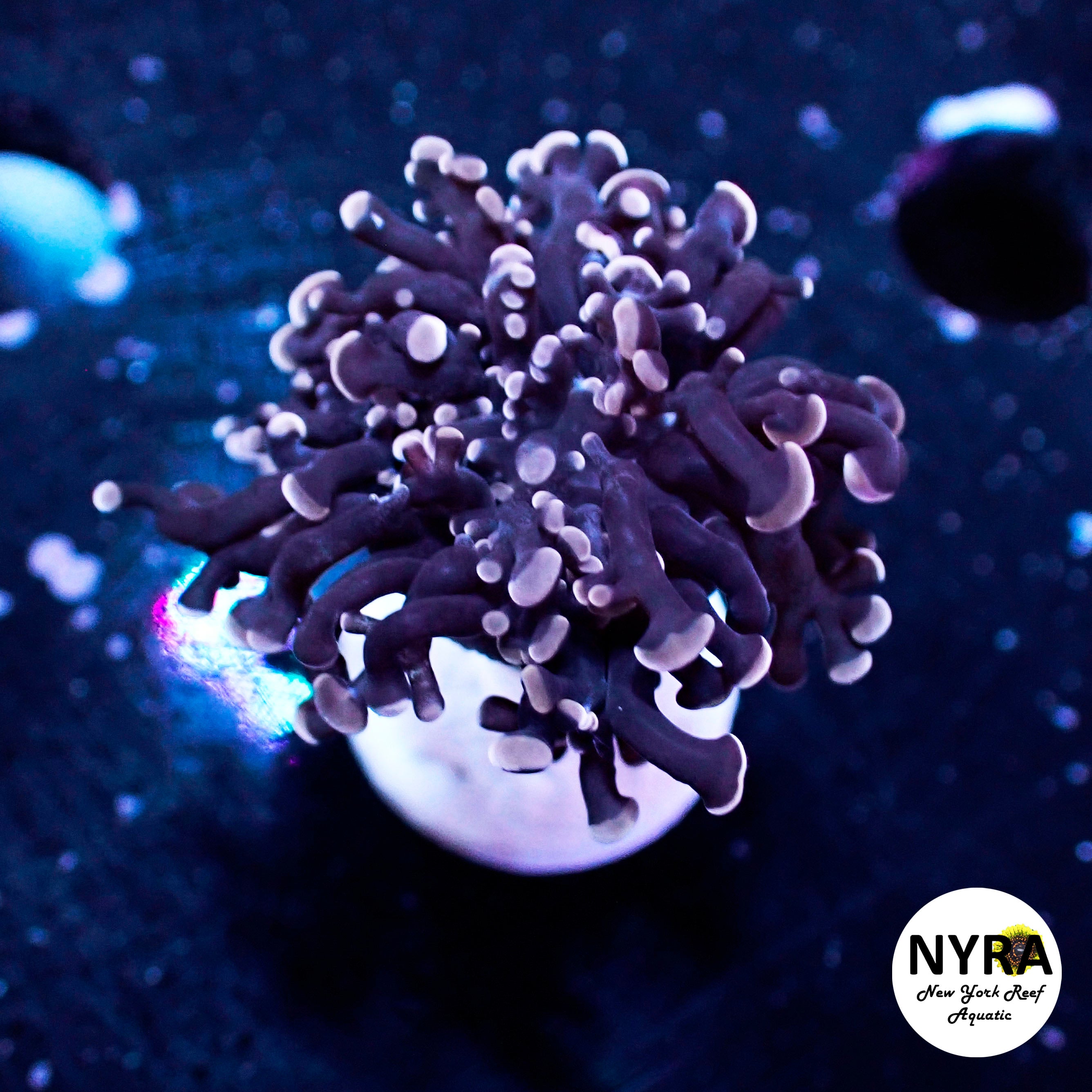 Euphyllia divisa
