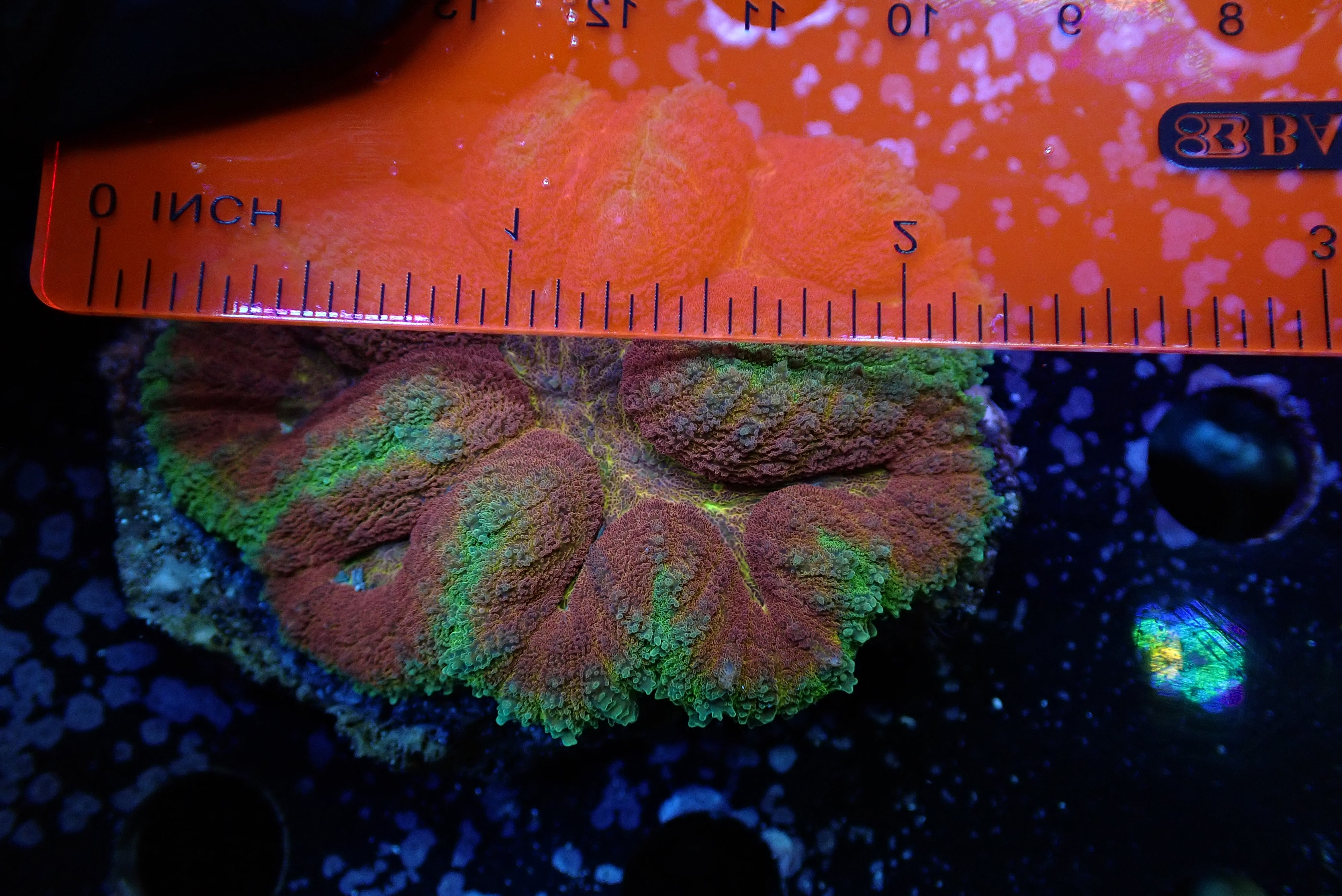 Lobophyllia radians