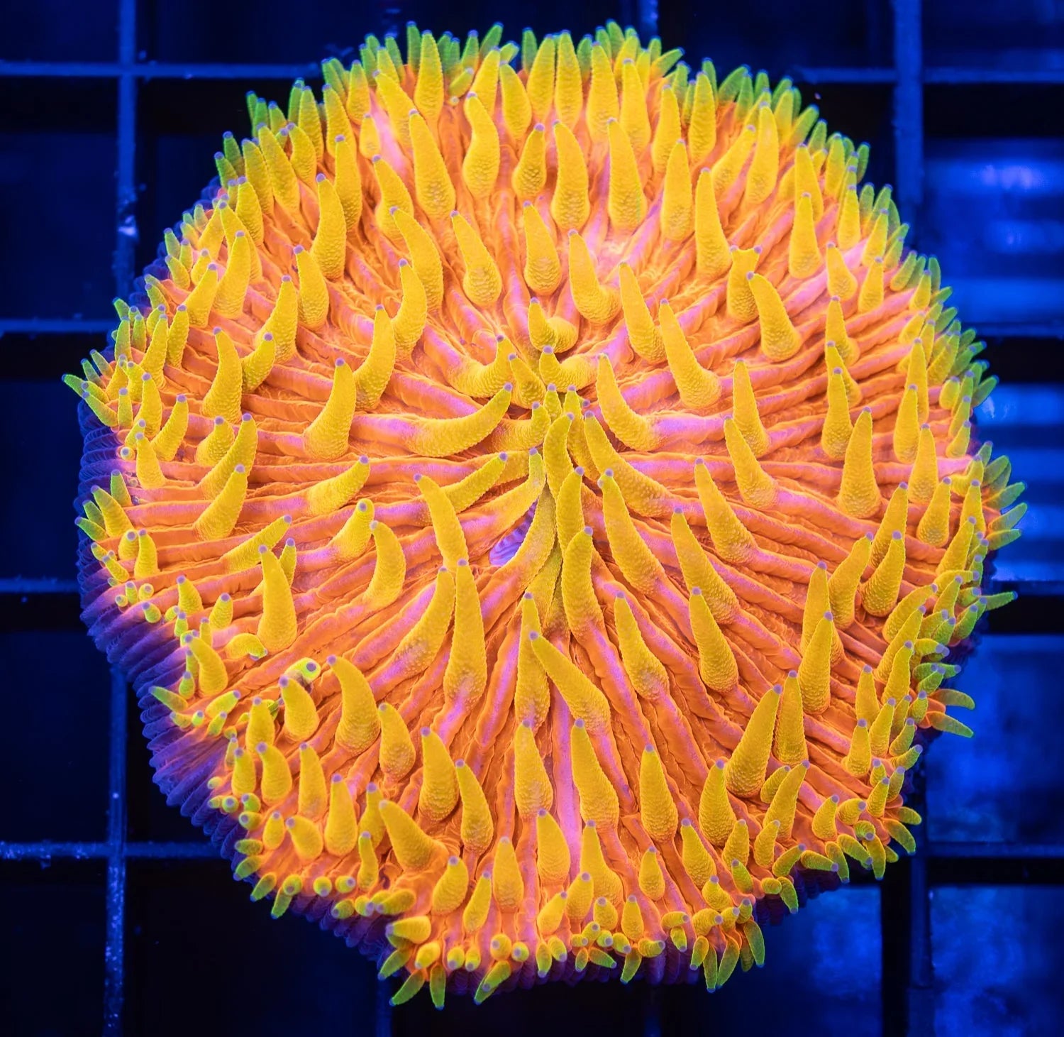 QLD Yellow Tentacle Orange Fungia