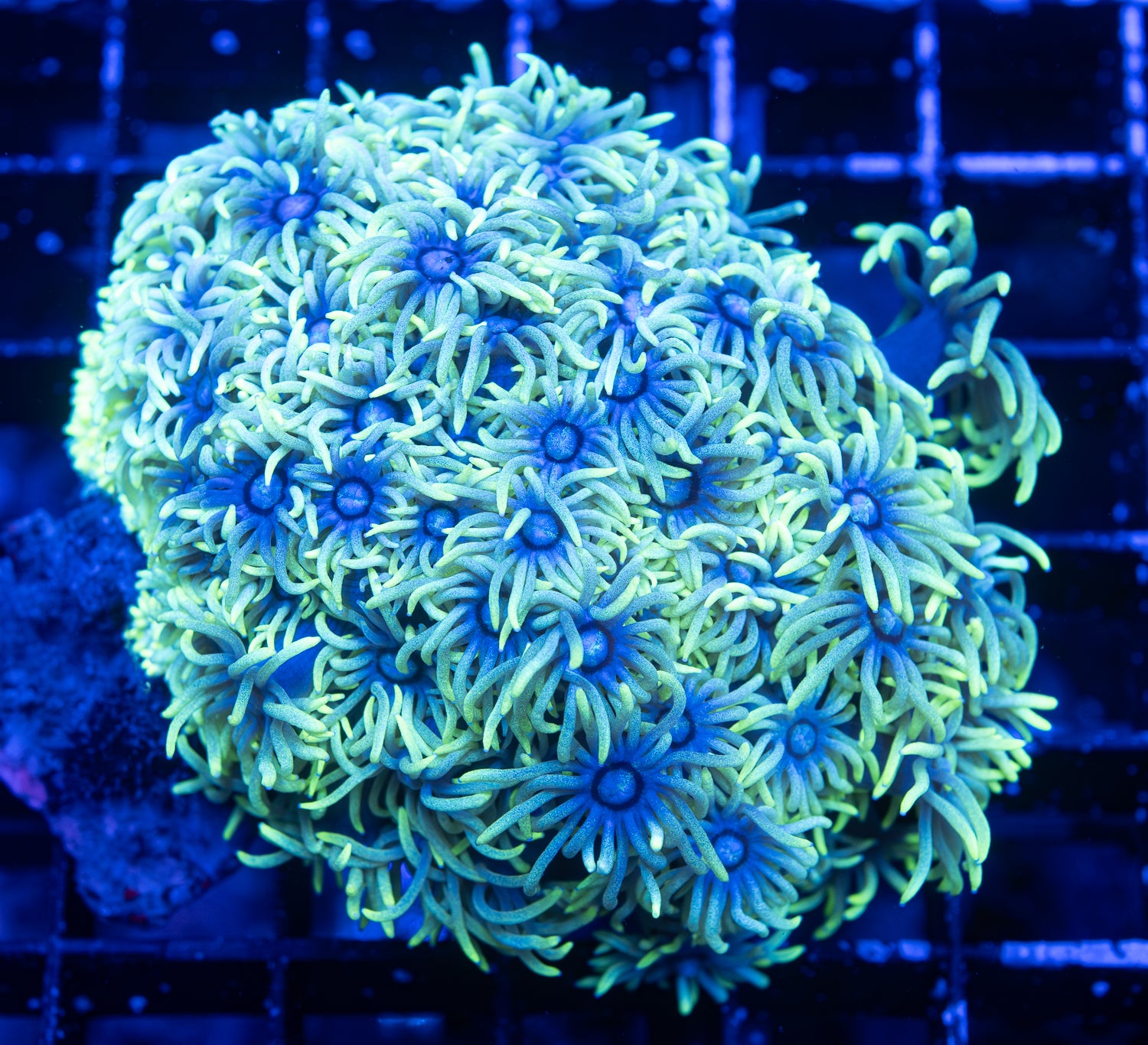 QLD Goniopora Stokesi