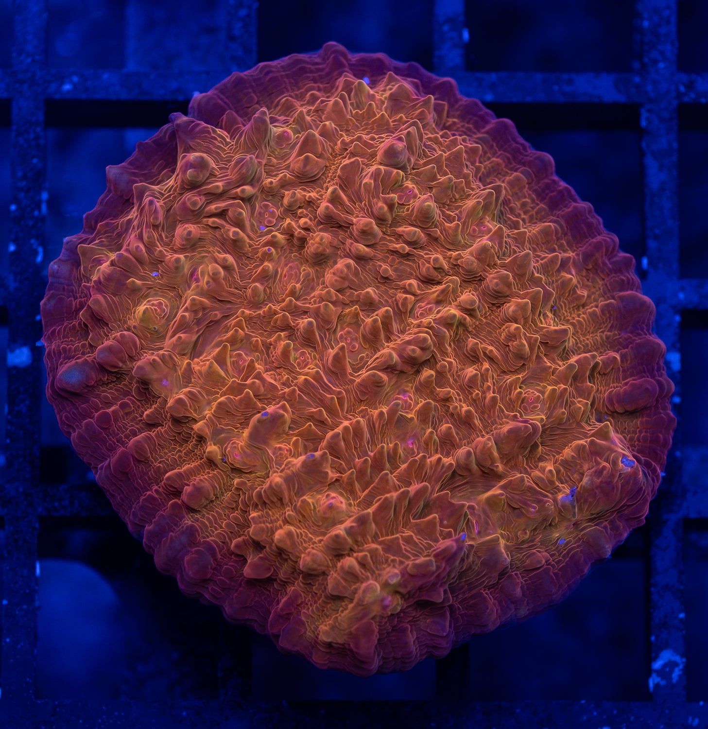 Orange Oxypora