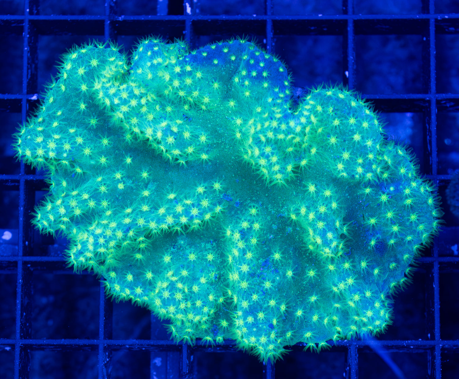 Green Sinularia Dura