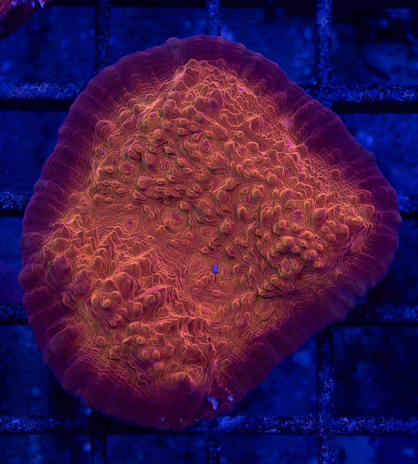 Orange Oxypora