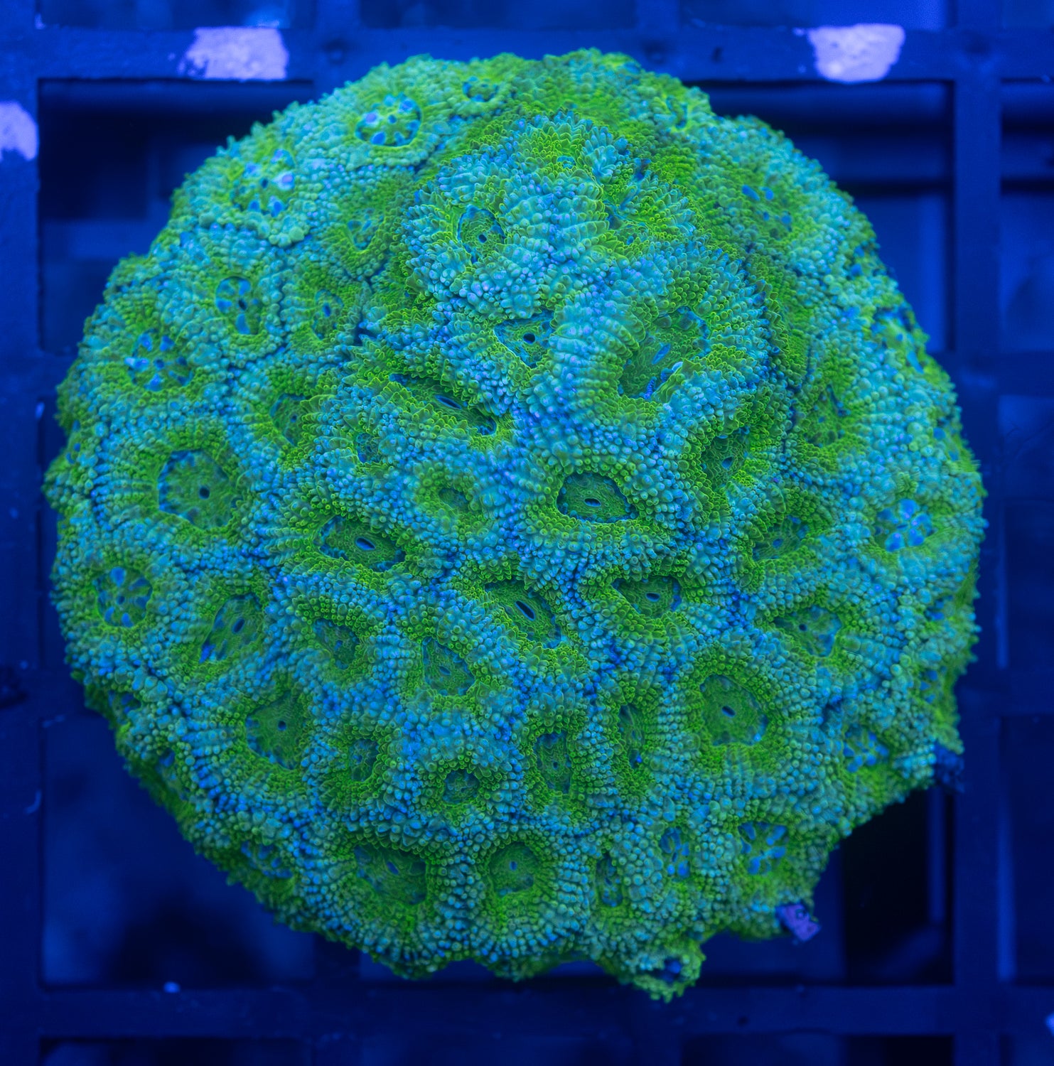 Green Micromussa
