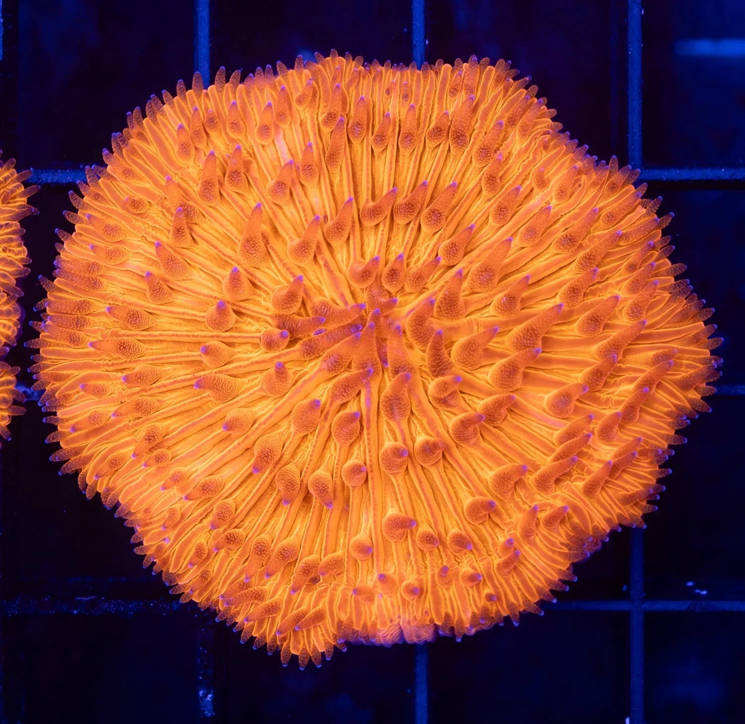 QLD Orange Fungia