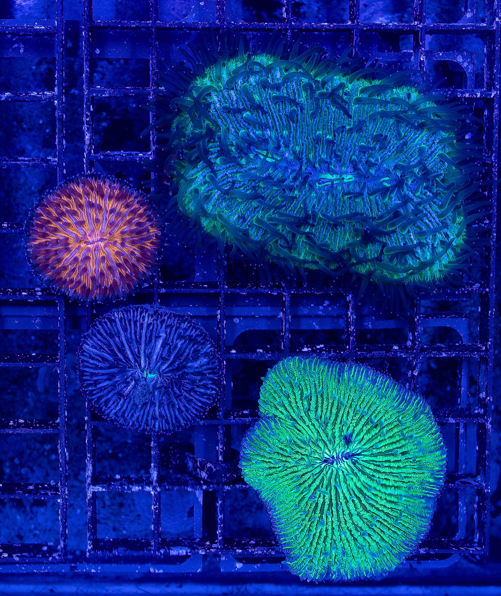 Fungia Pack