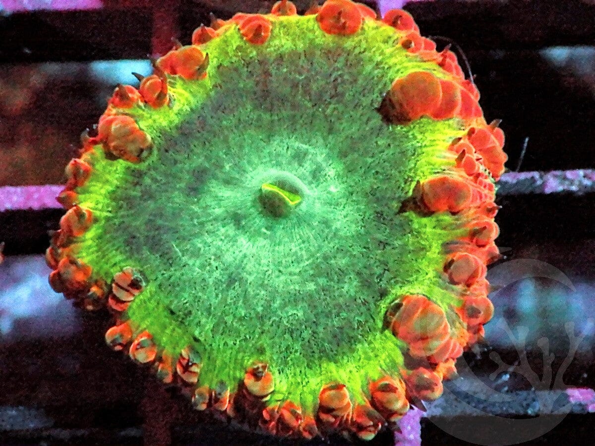 Blastomussa wellsi