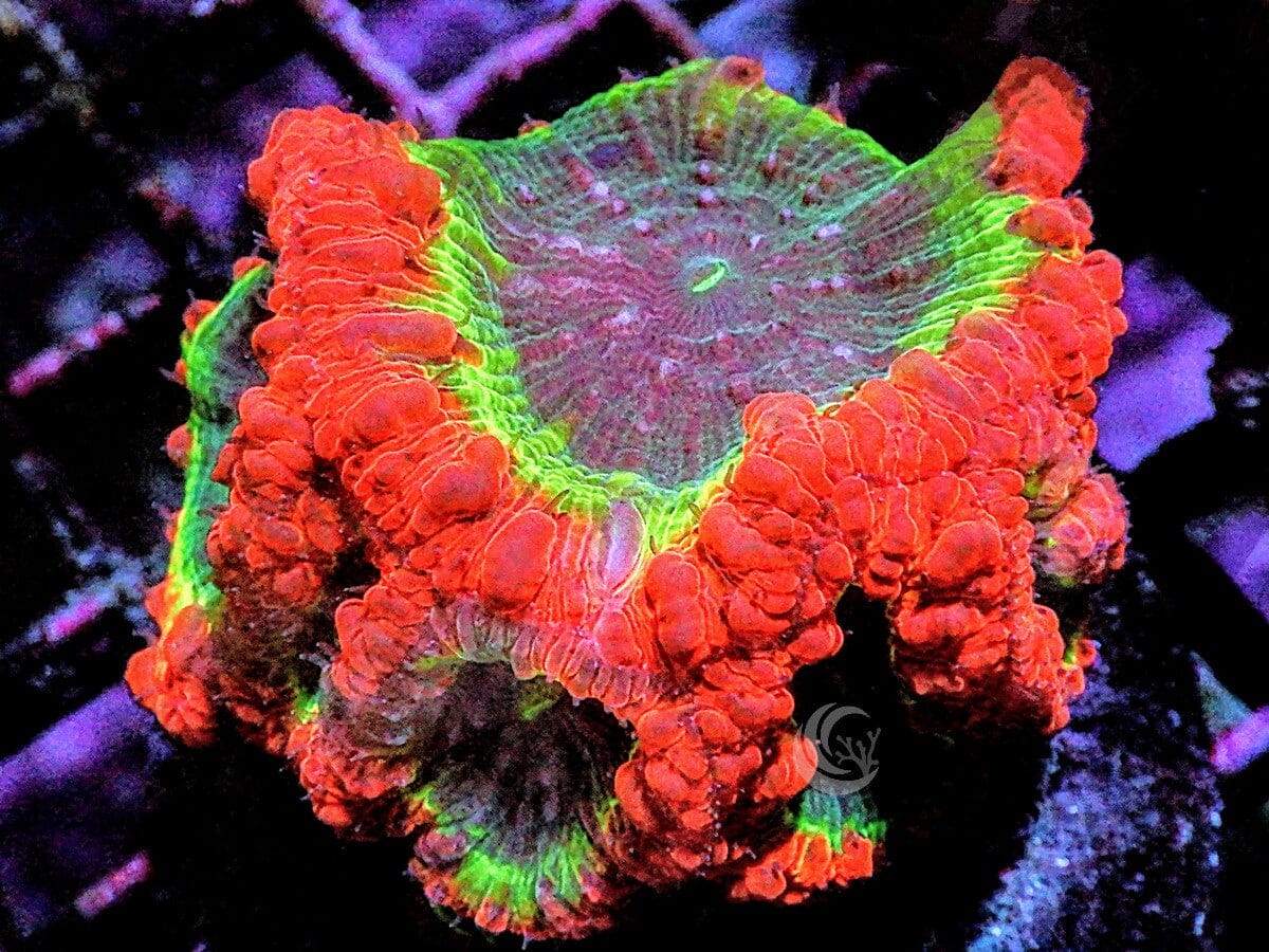 Blastomussa wellsi