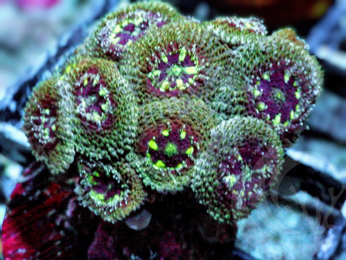Micromussa