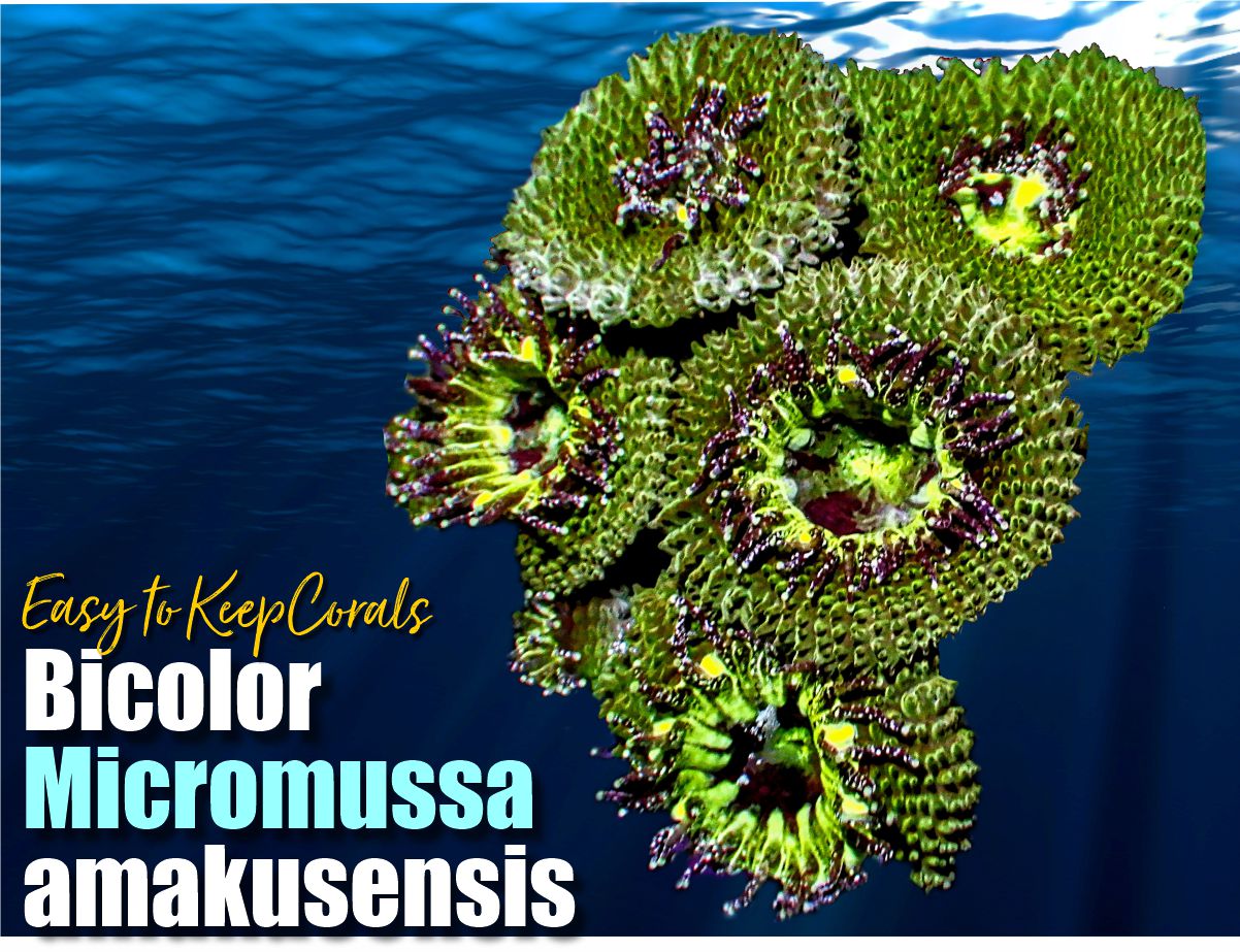 Micromussa amakusensis