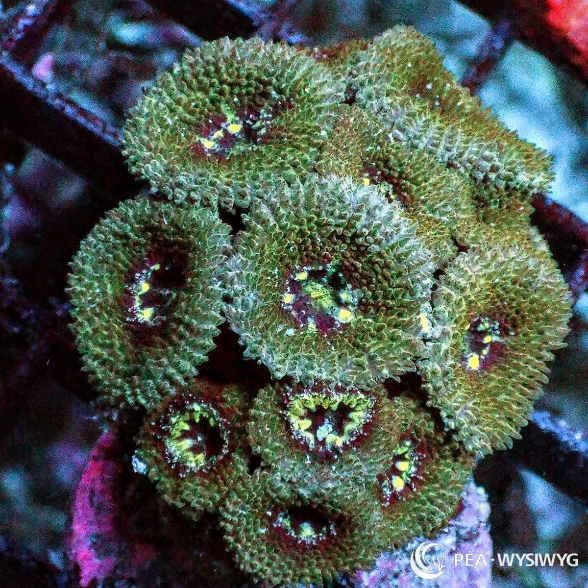 Bicolor Micromussa Amakusensis Coral