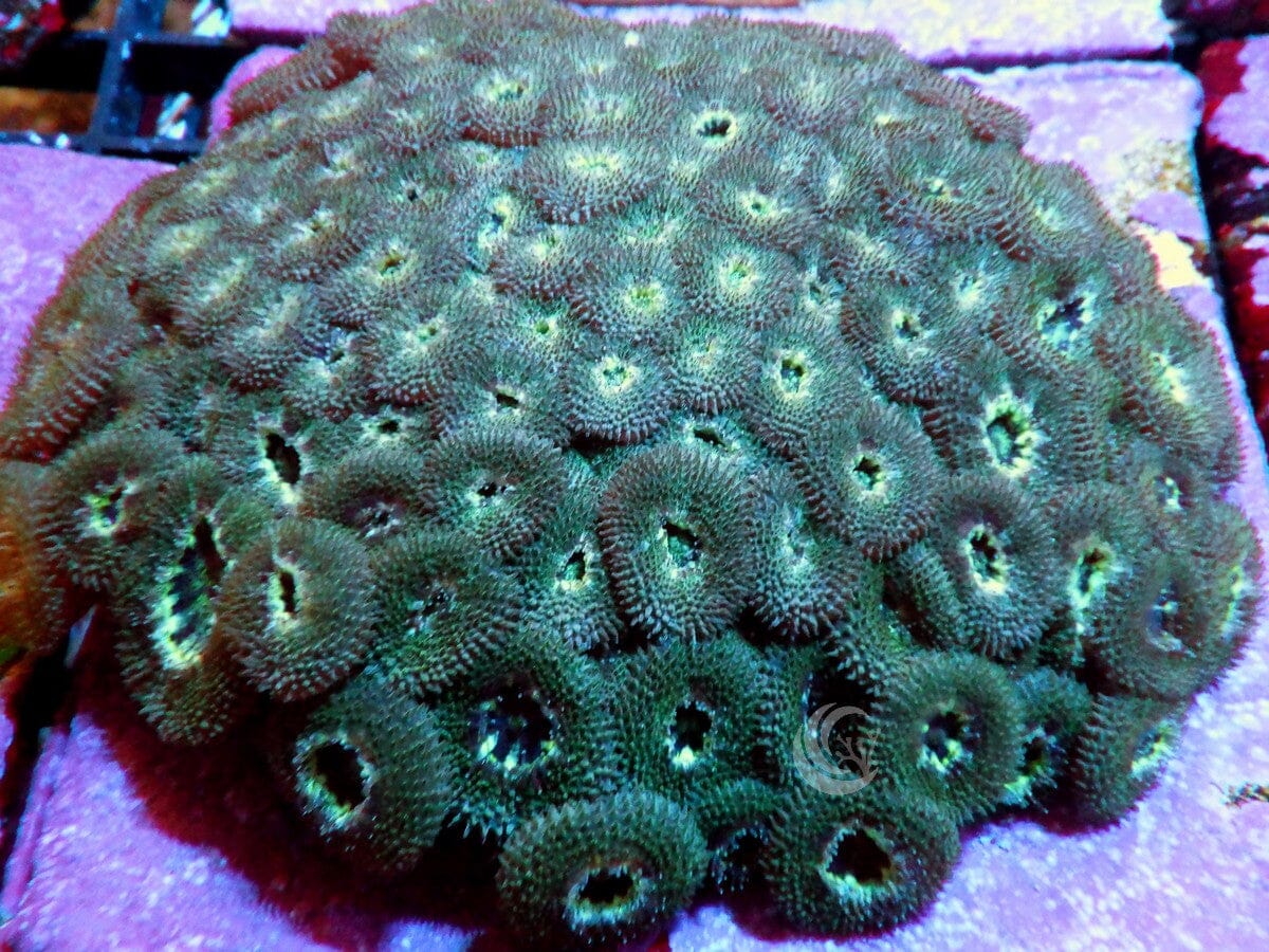 Micromussa amakusensis