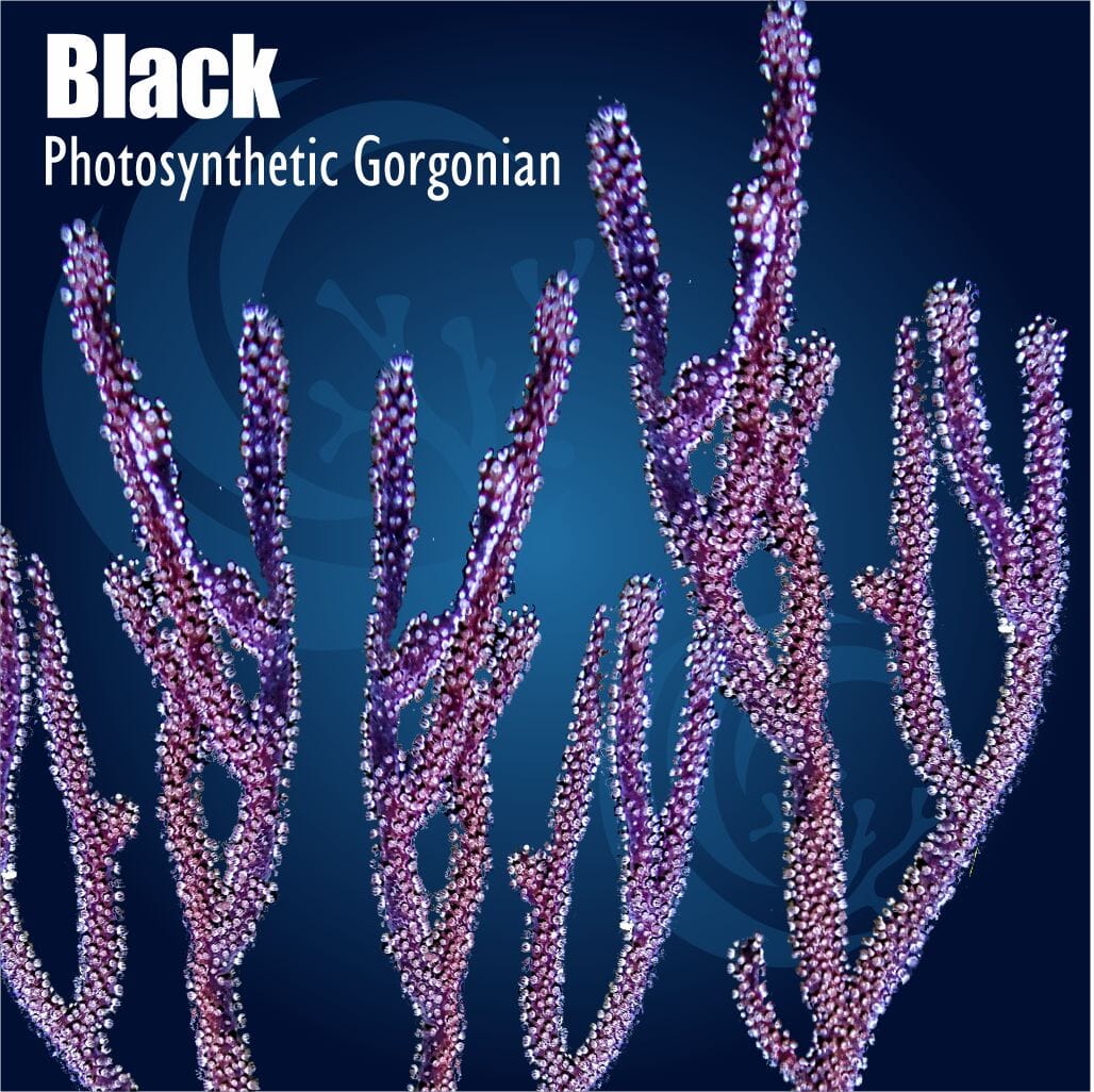 Black Photosynthetic Gorgonian Soft Coral