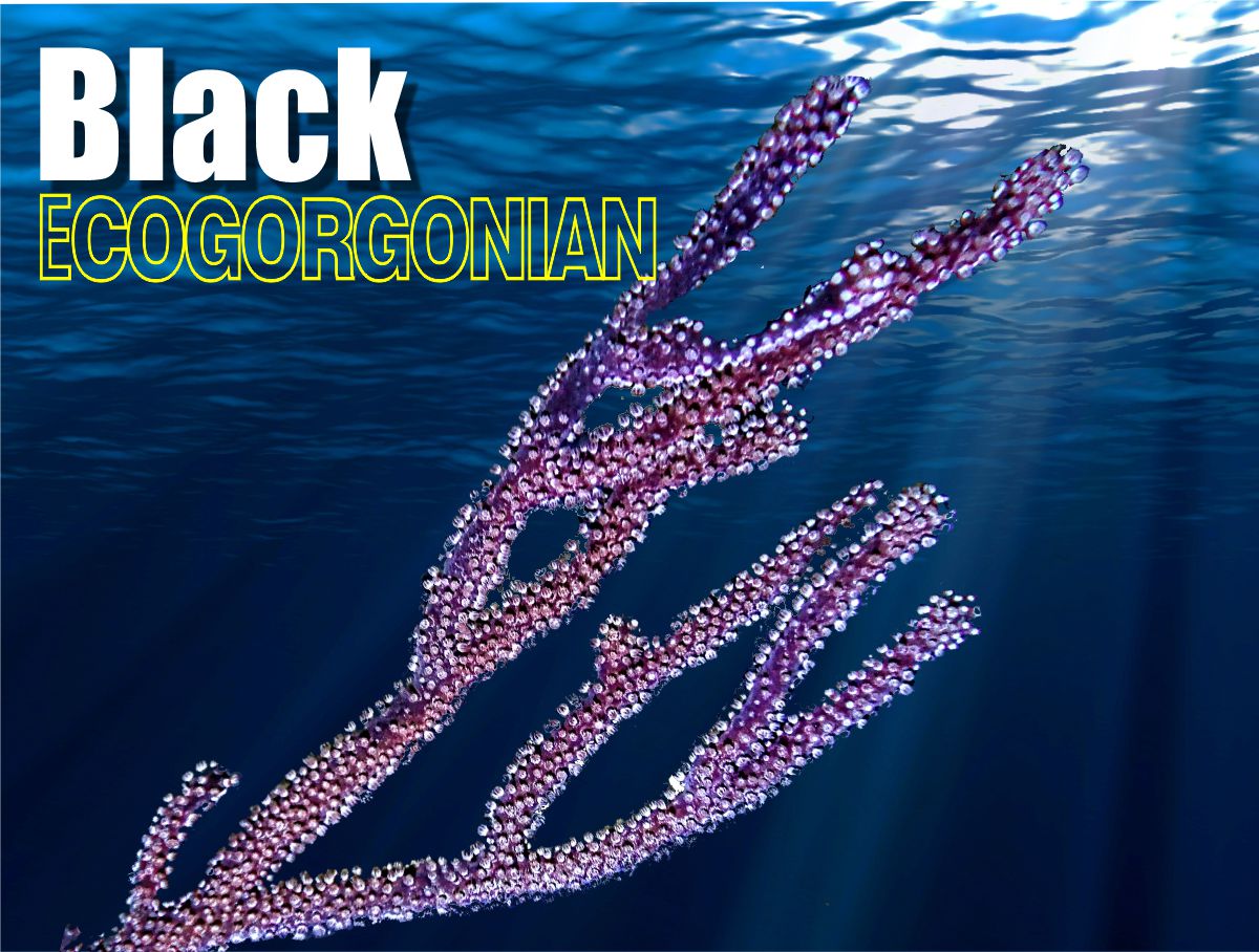 Black Photosynthetic Gorgonian Plexaura flexuosa