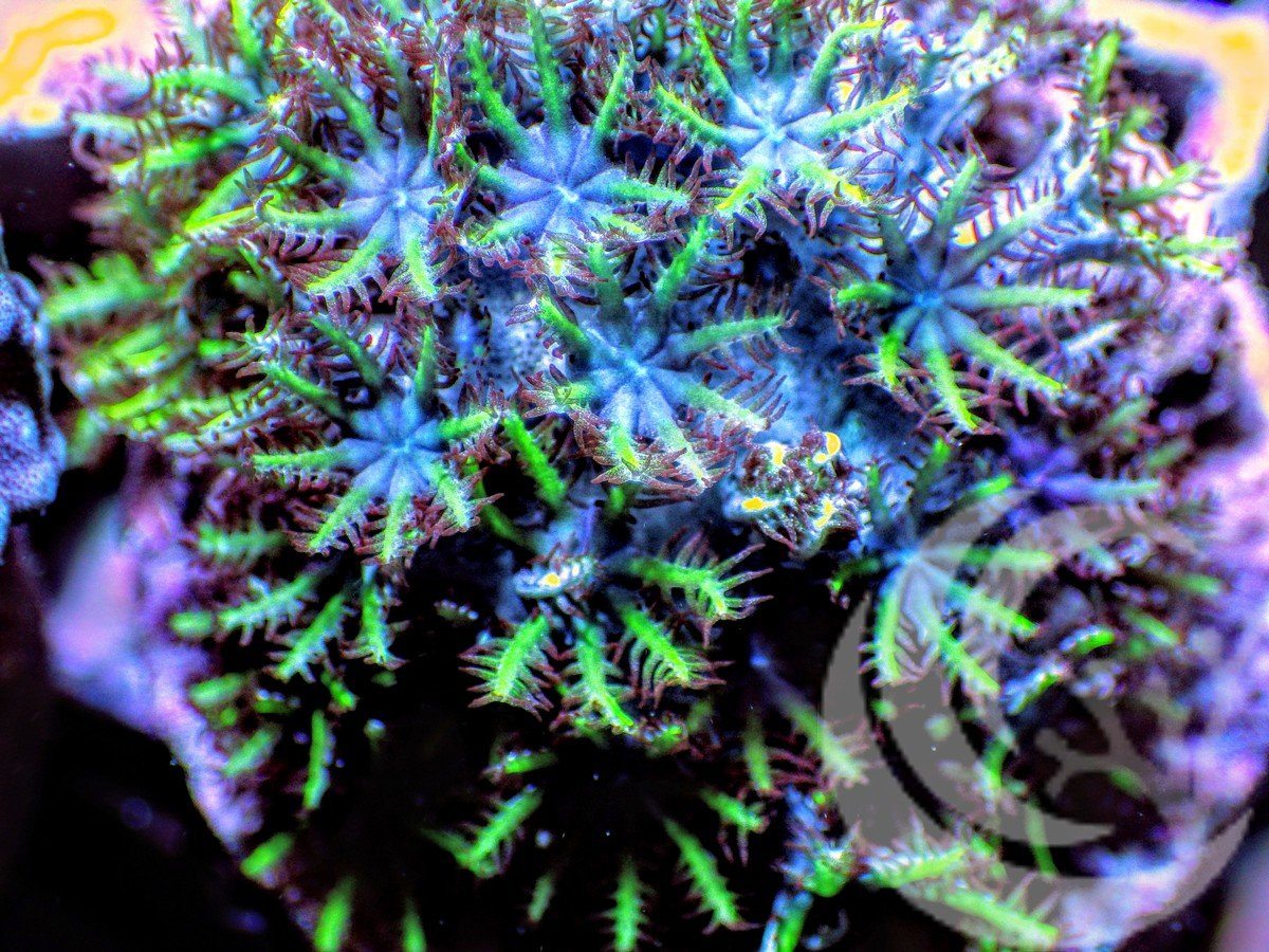Sympodium