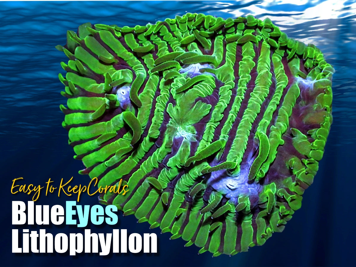 Lithophyllon