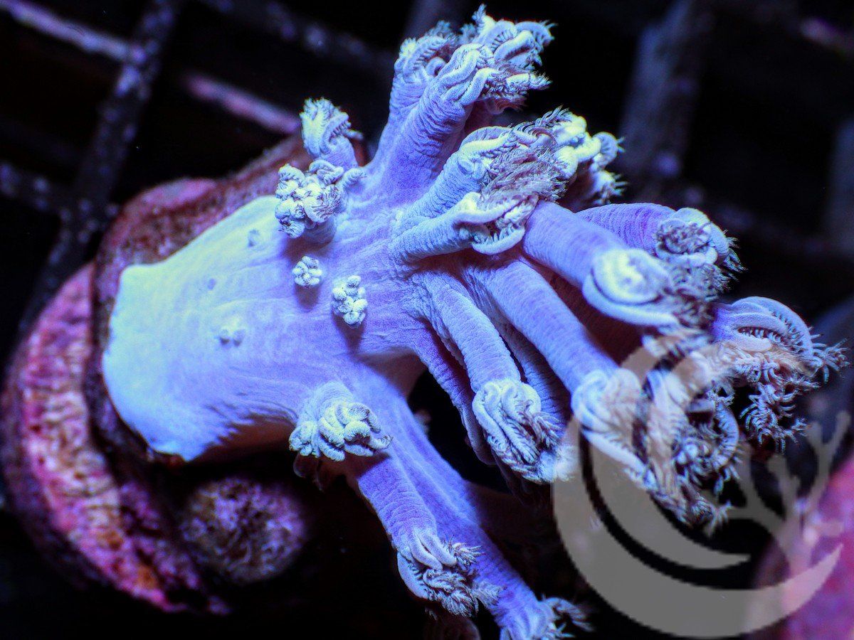 Cespitularia